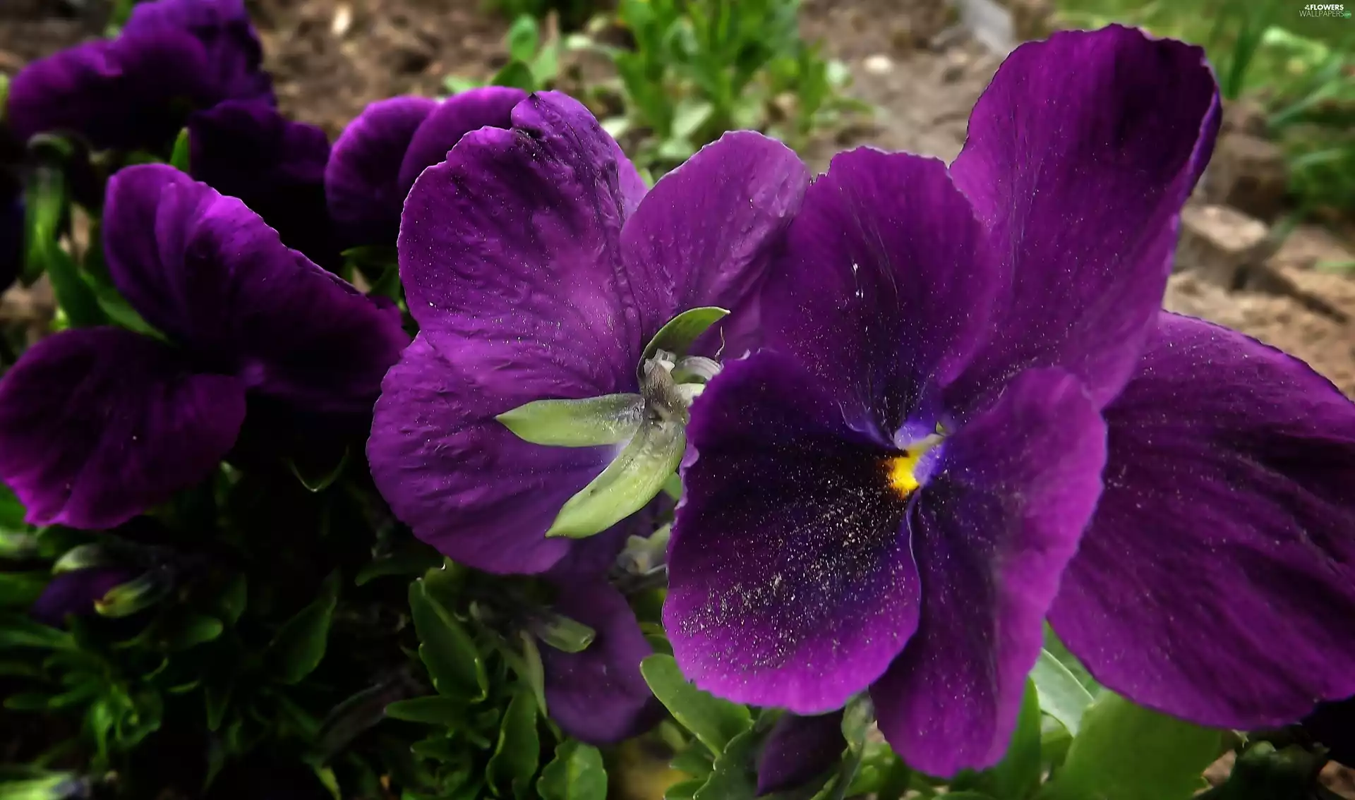 pansies, dark, purple