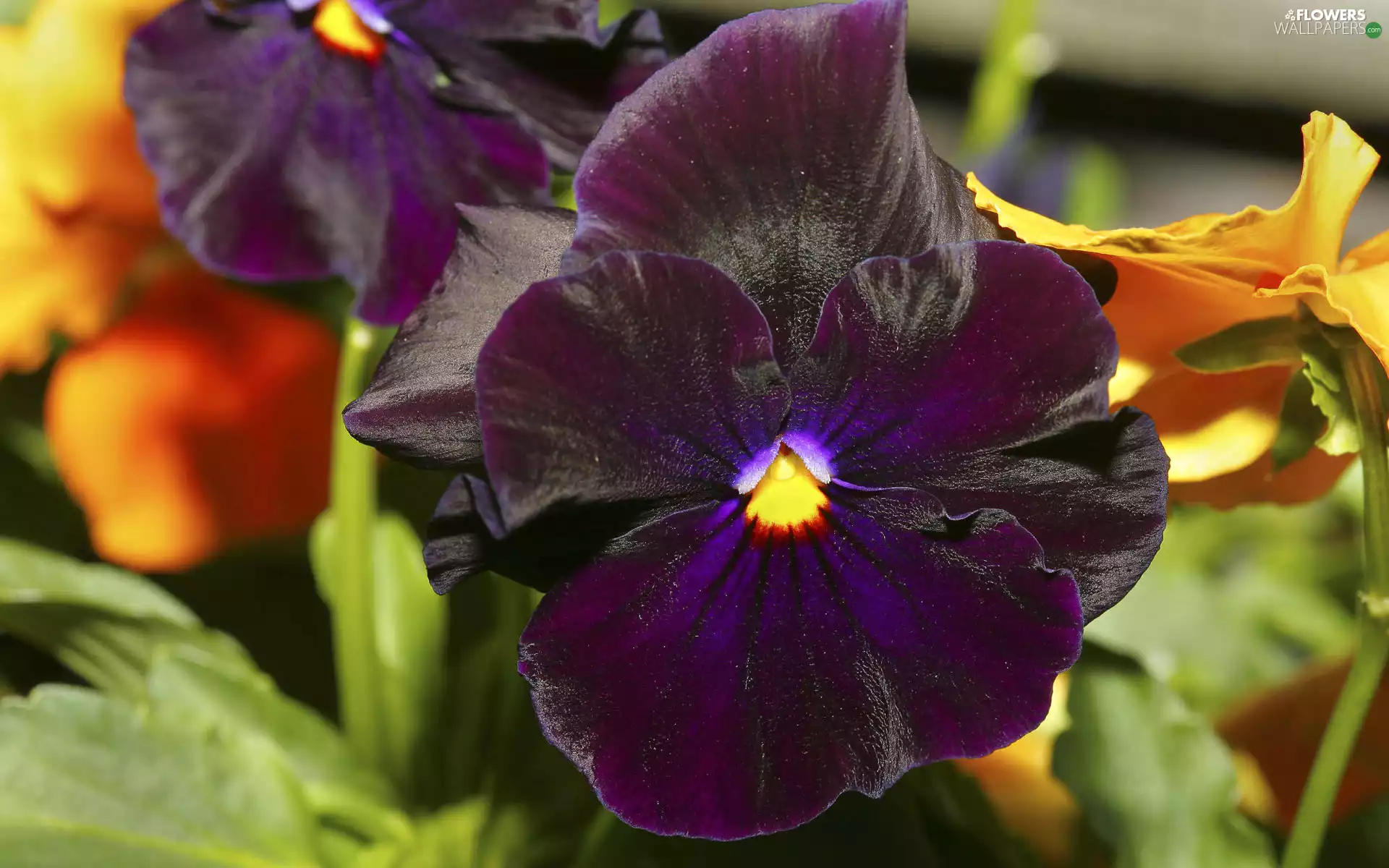 pansies, dark, purple