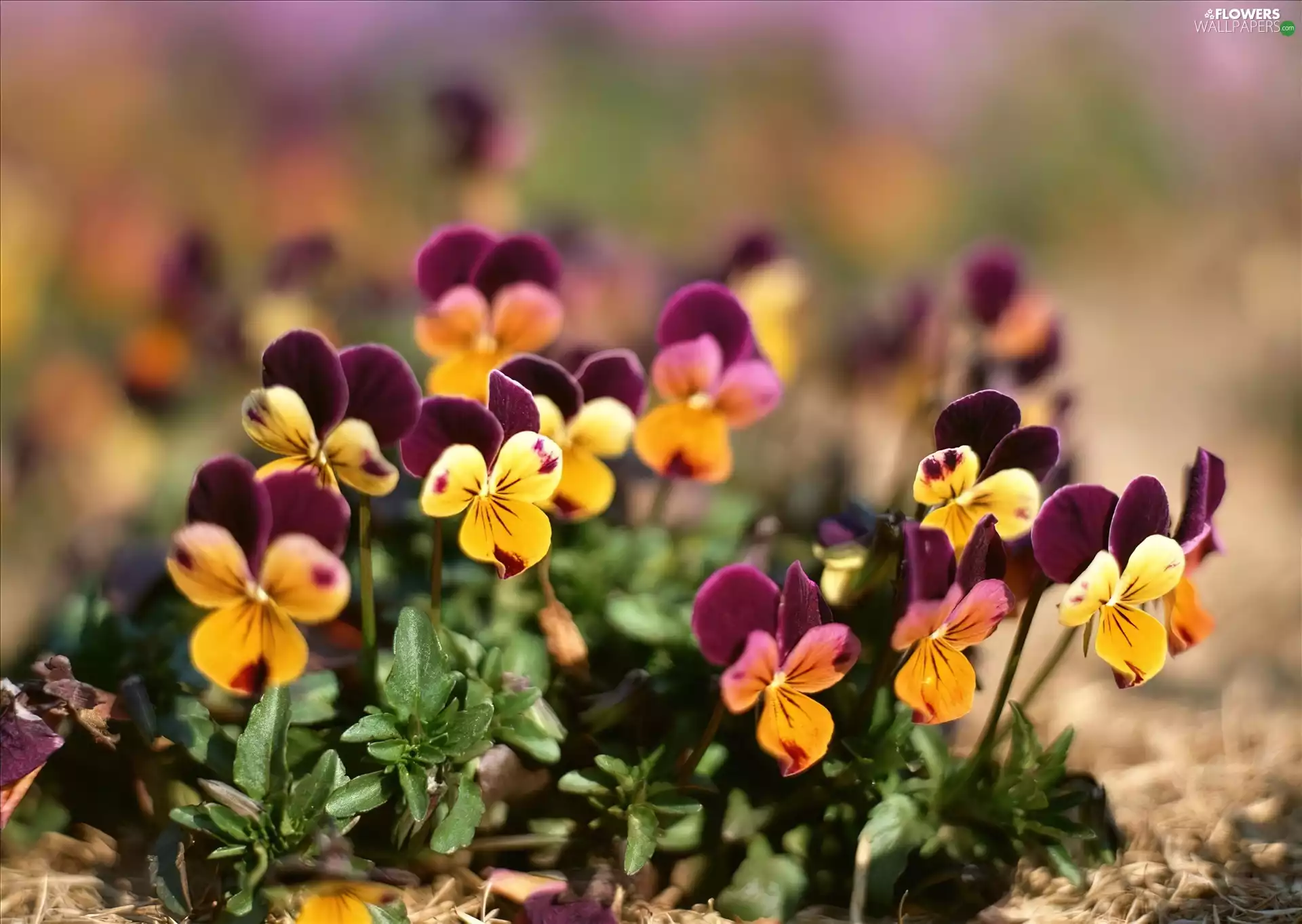 pansies, yellow, purple
