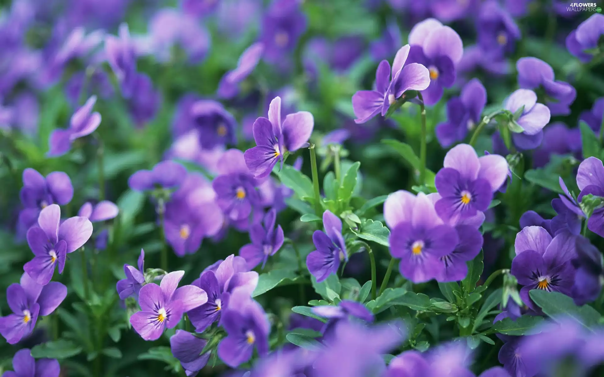 purple, pansies