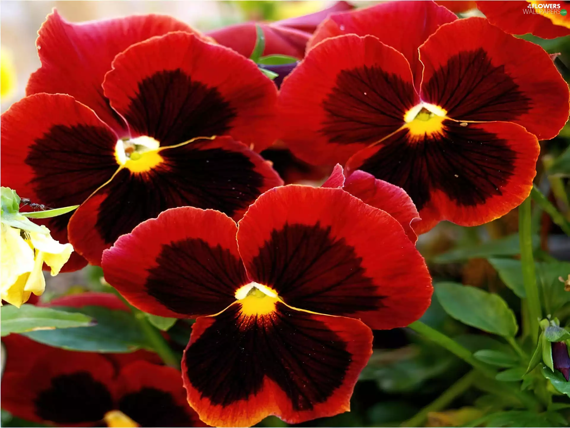 pansies, Three, Red