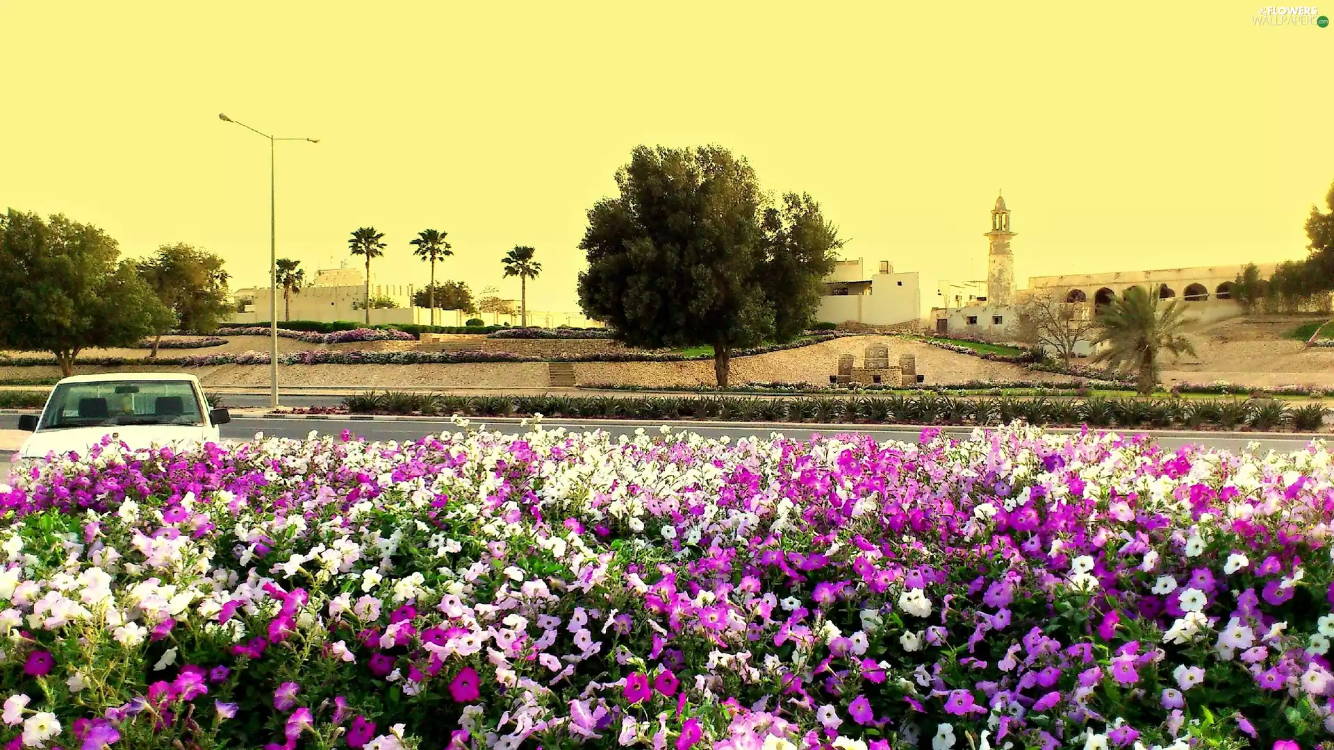 trees, Houses, square, mosque, Al-Doha, viewes, pansies