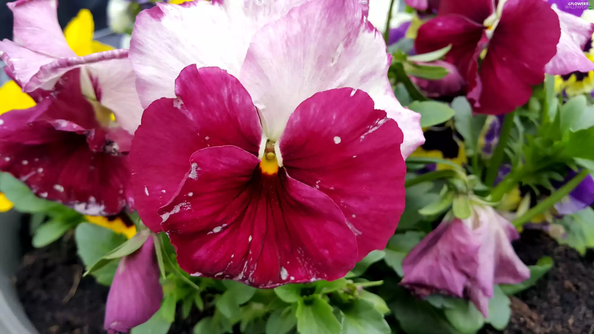 pansies, maroon, White