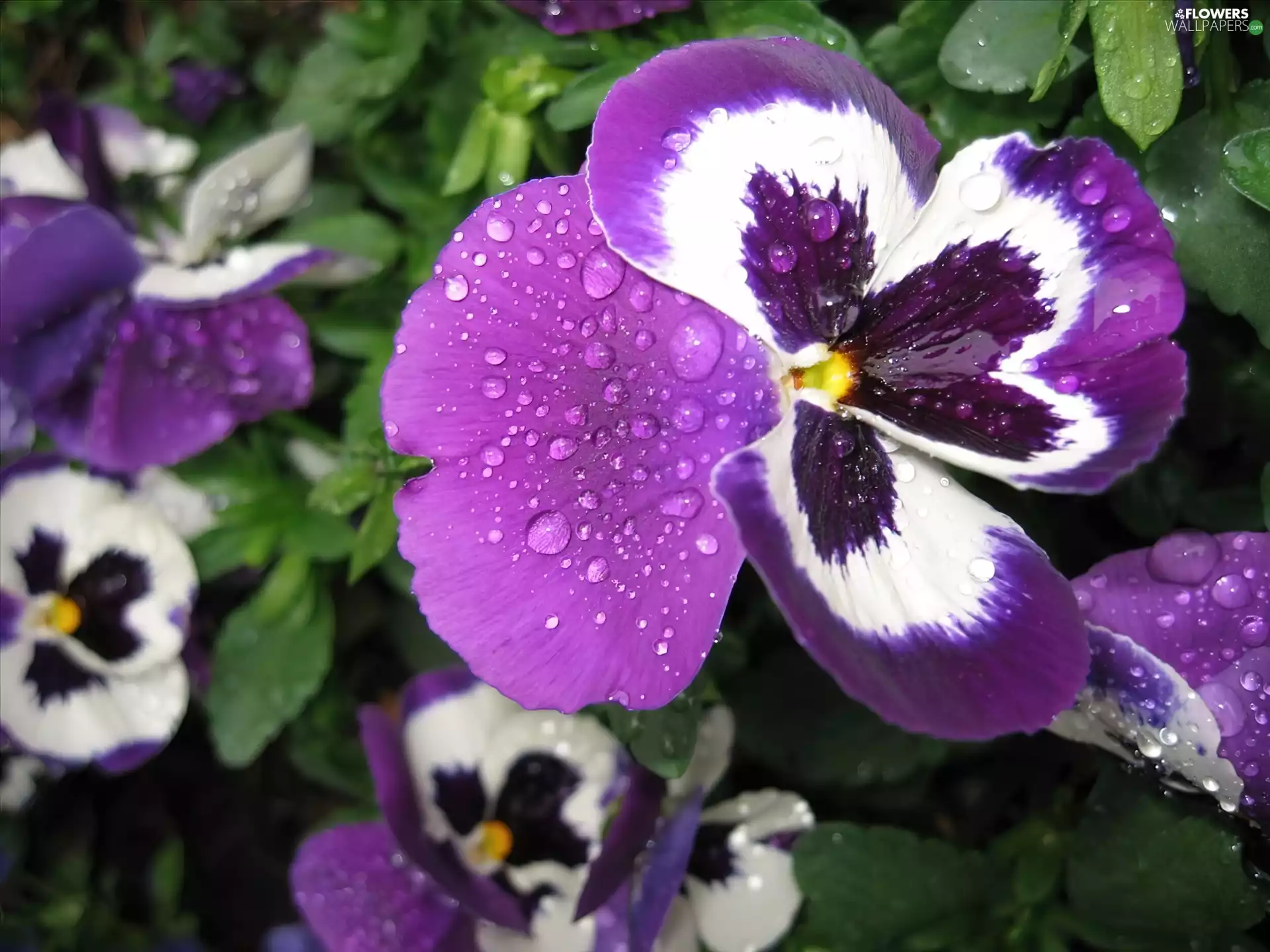 pansies, purple, White