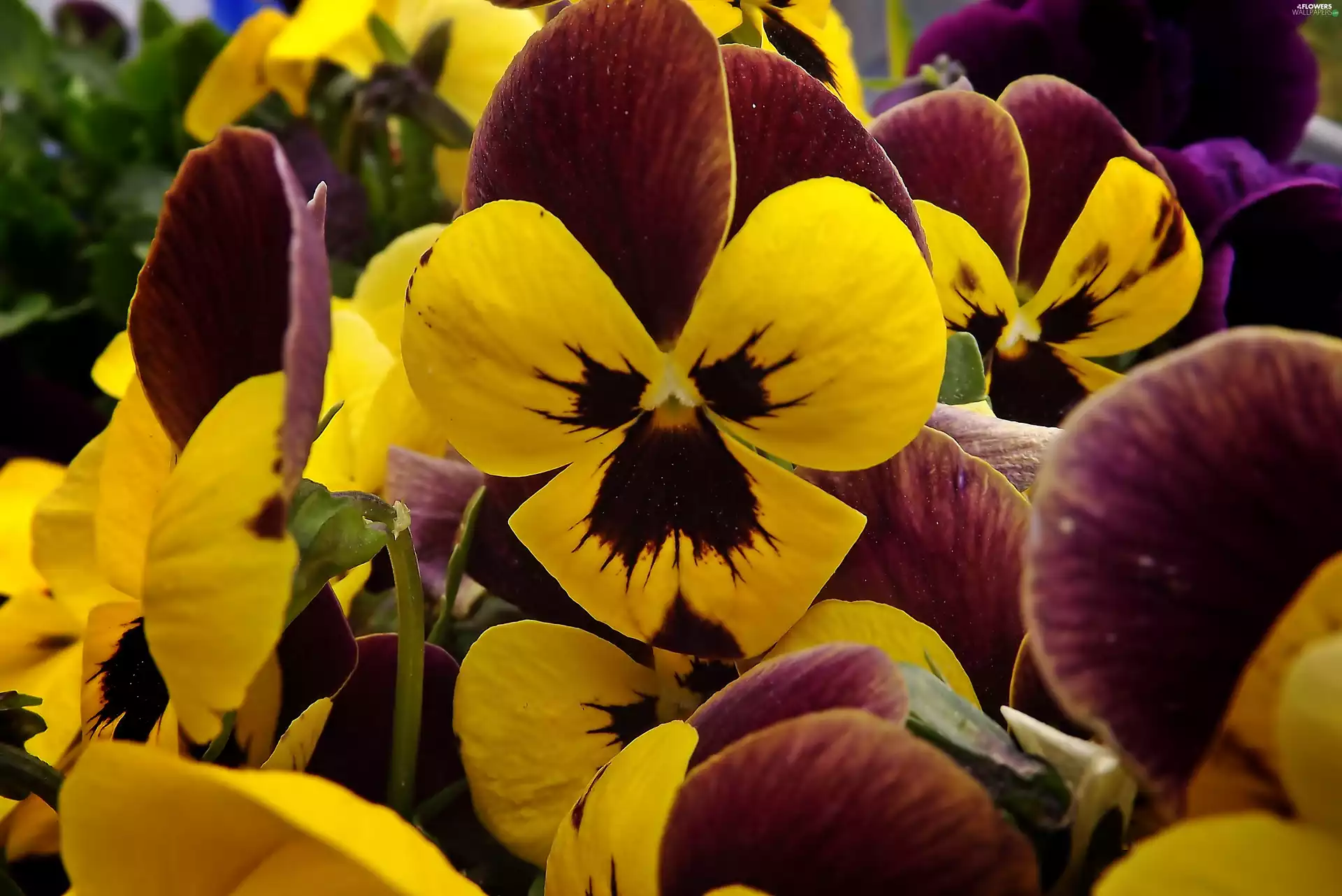 pansies, maroon, Yellow