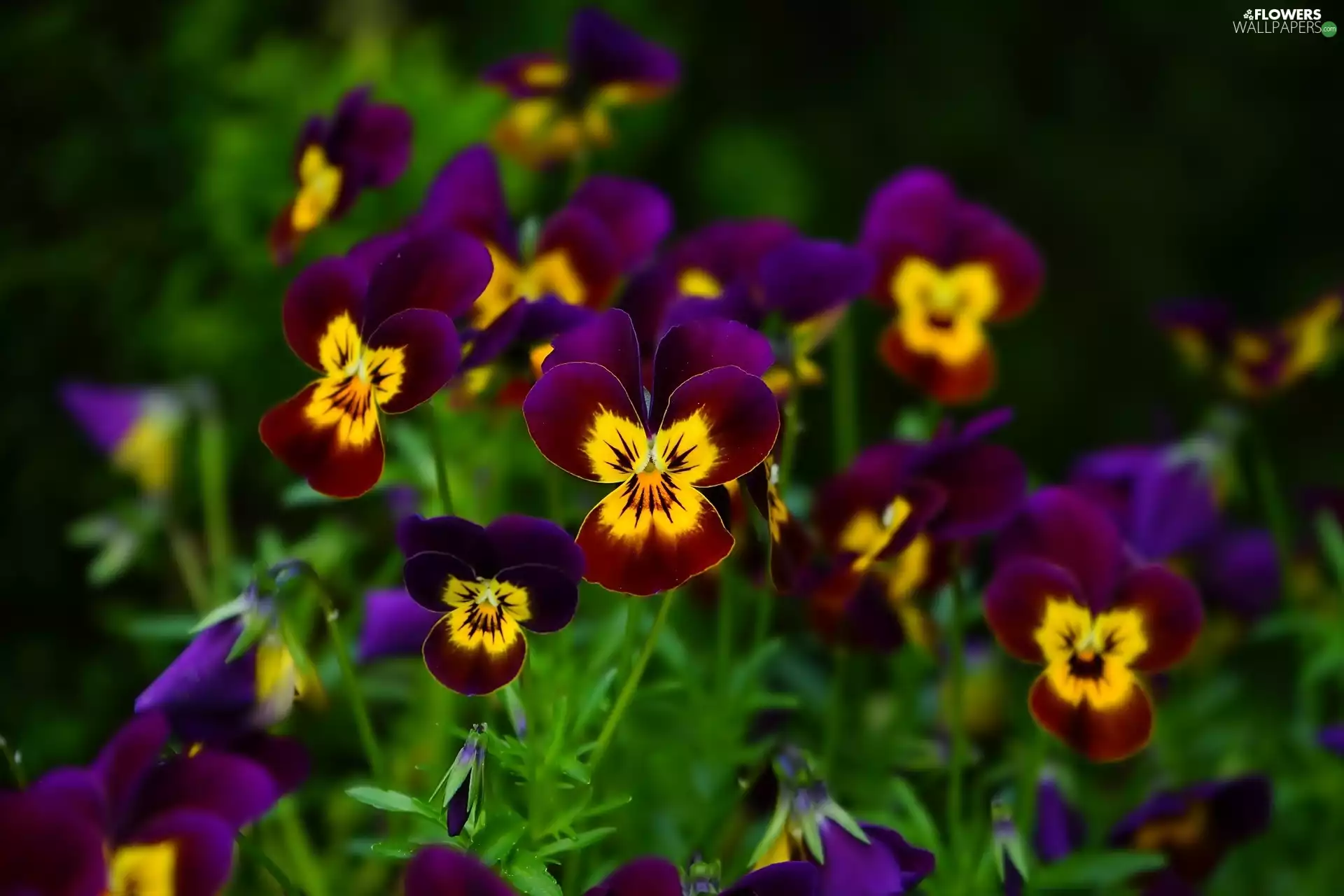 pansies, maroon, Yellow