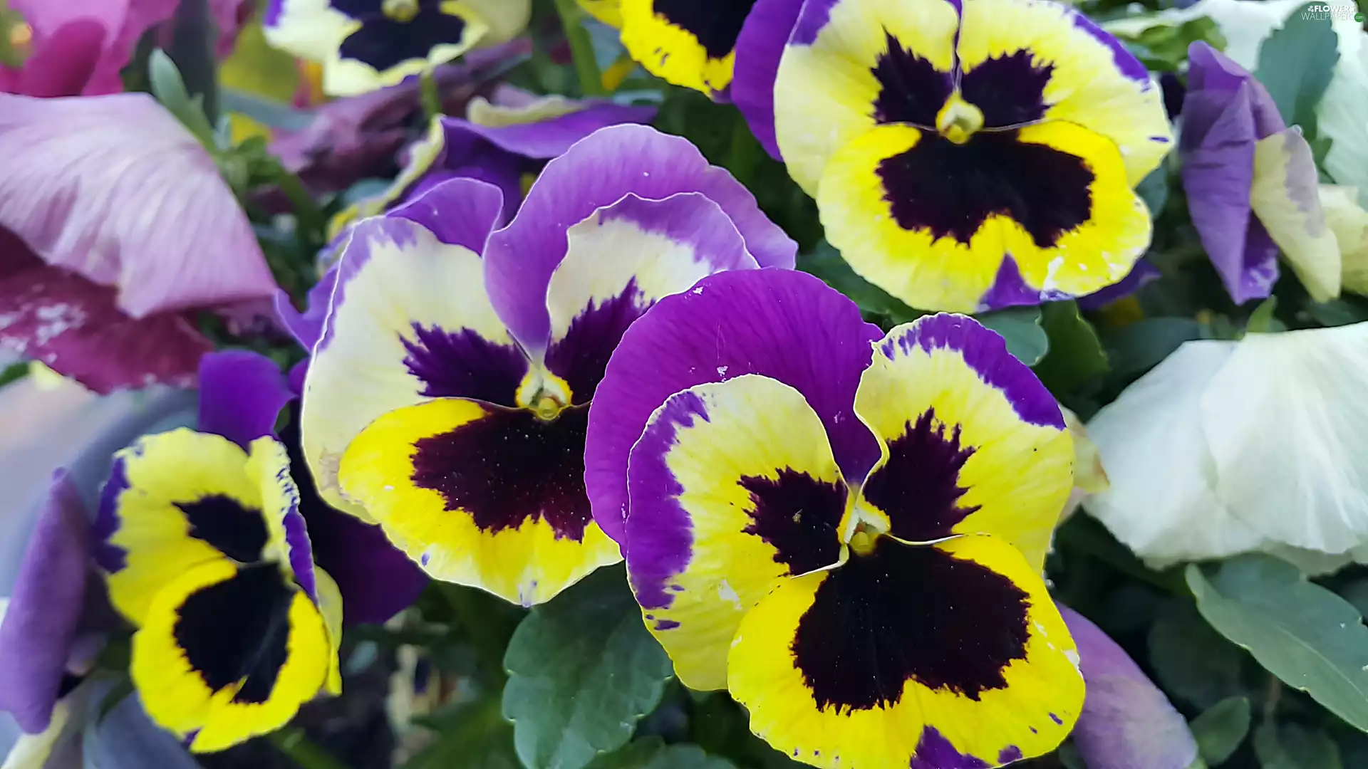 pansies, purple, Yellow