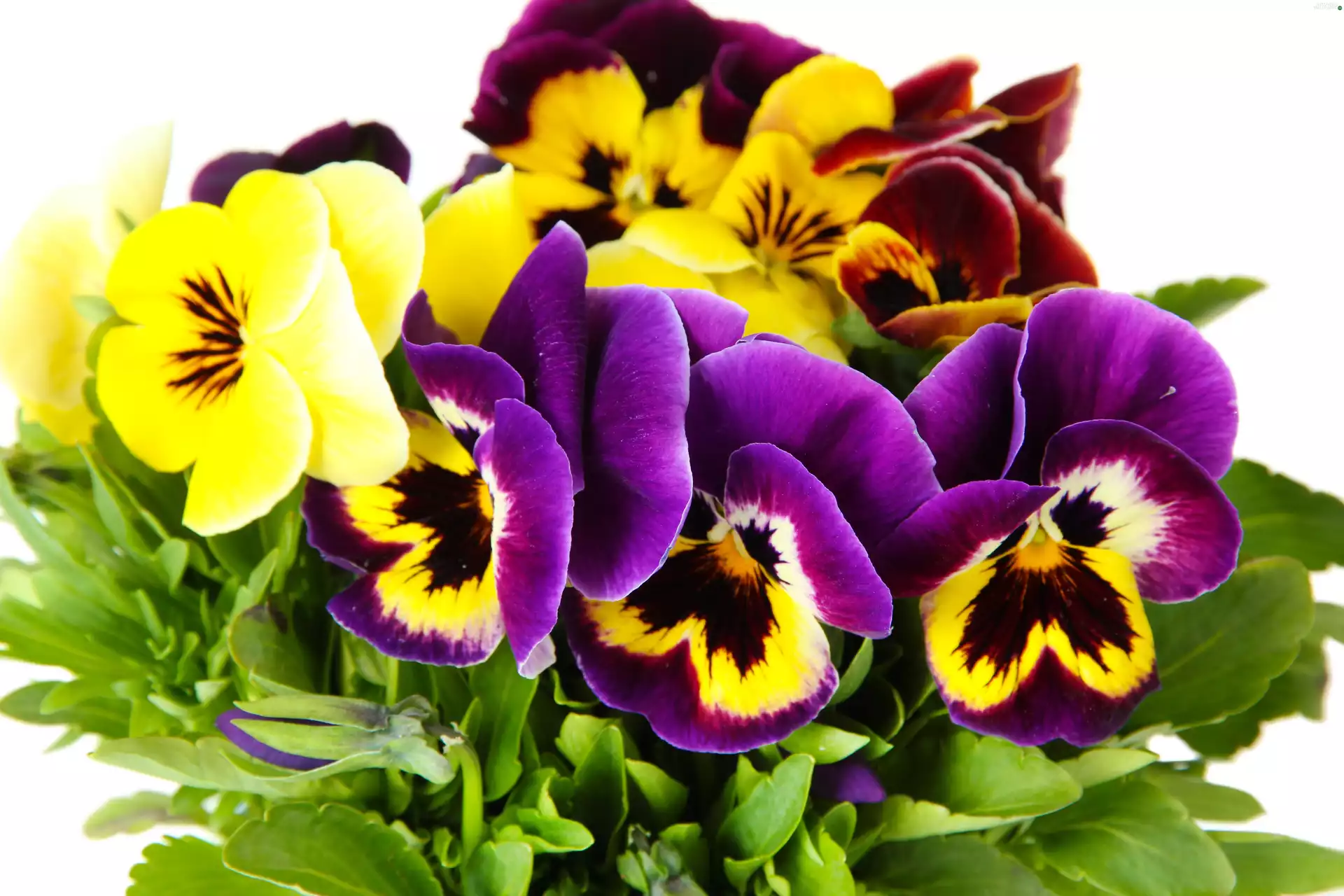pansies, purple, Yellow