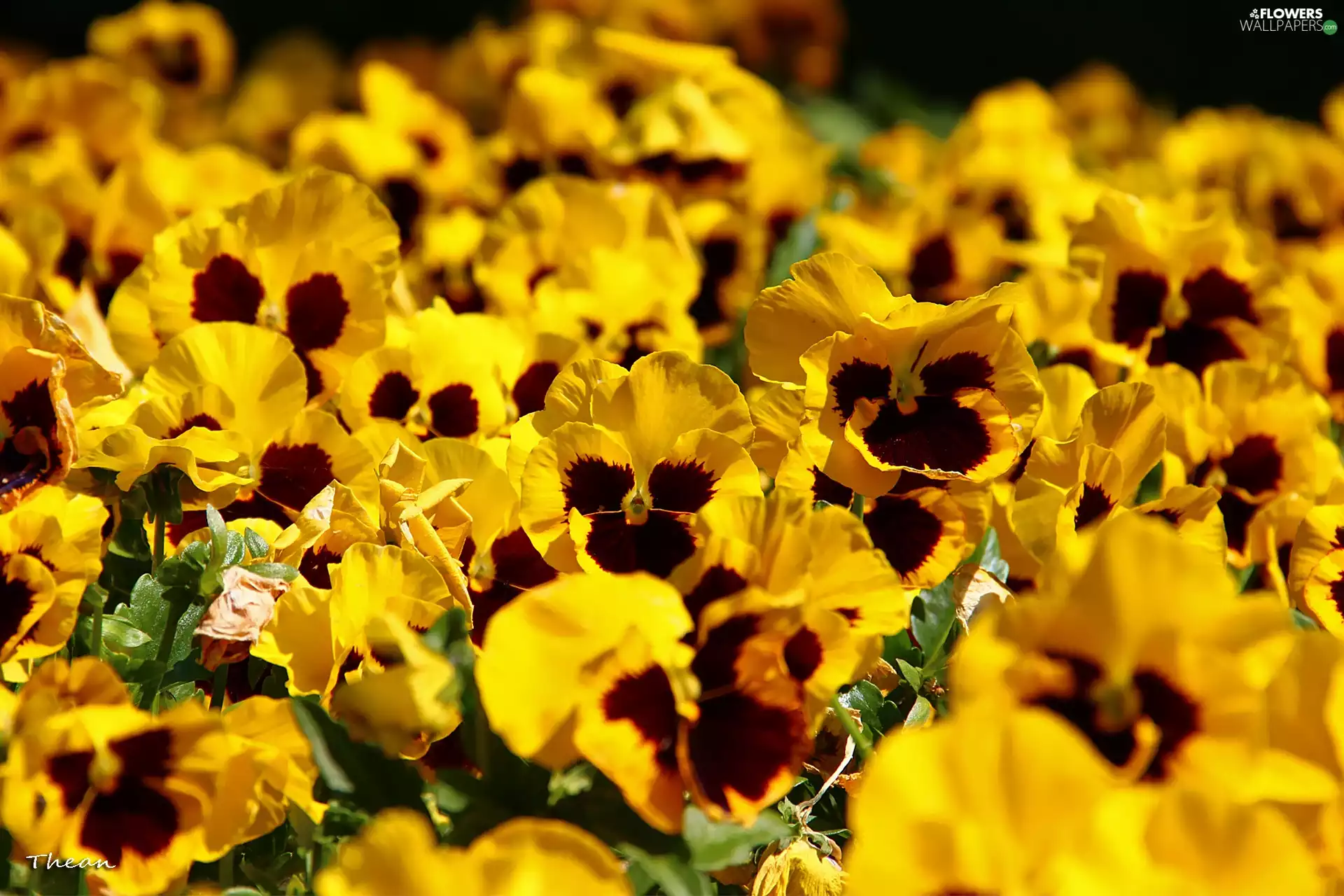 Yellow, pansies