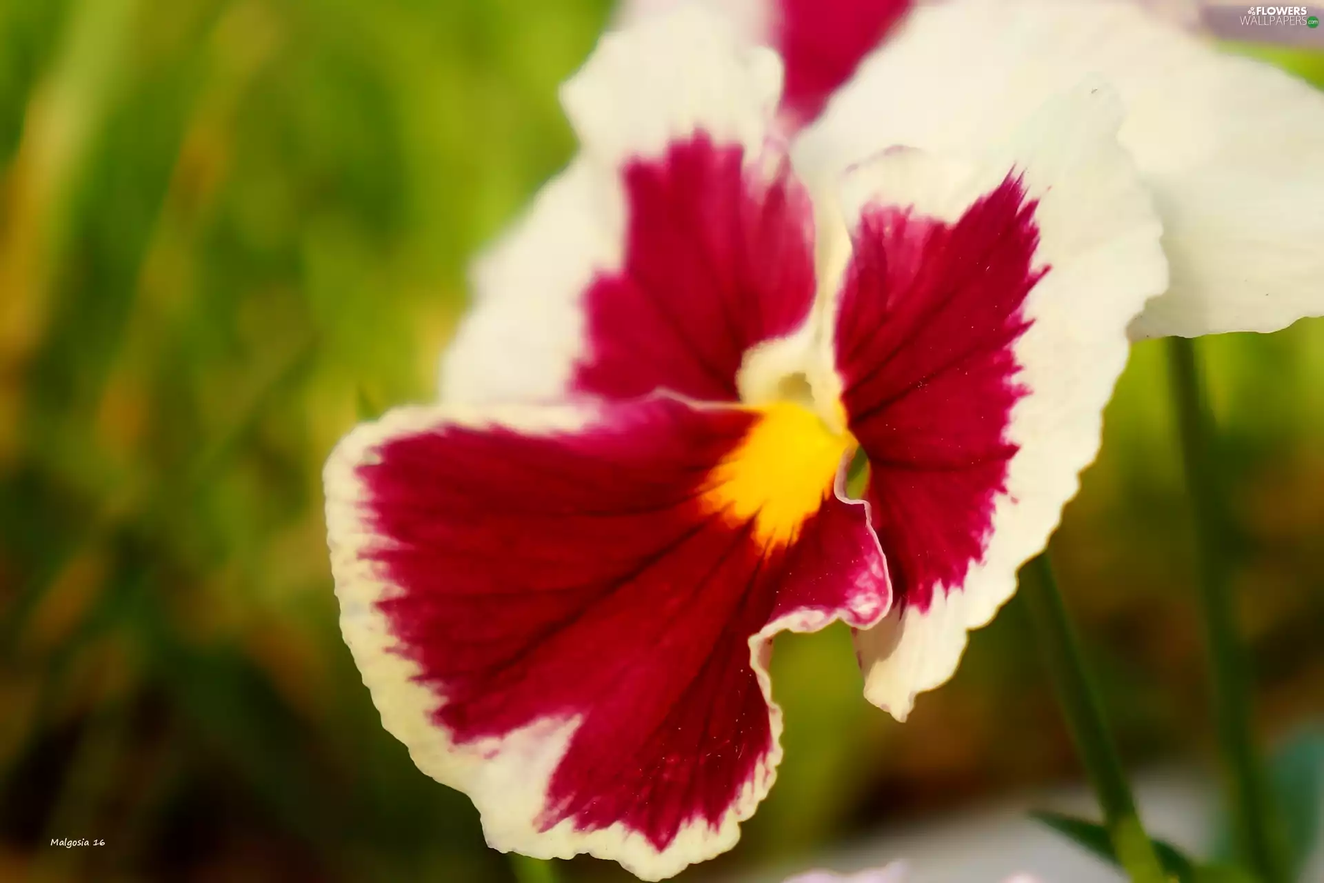pansy