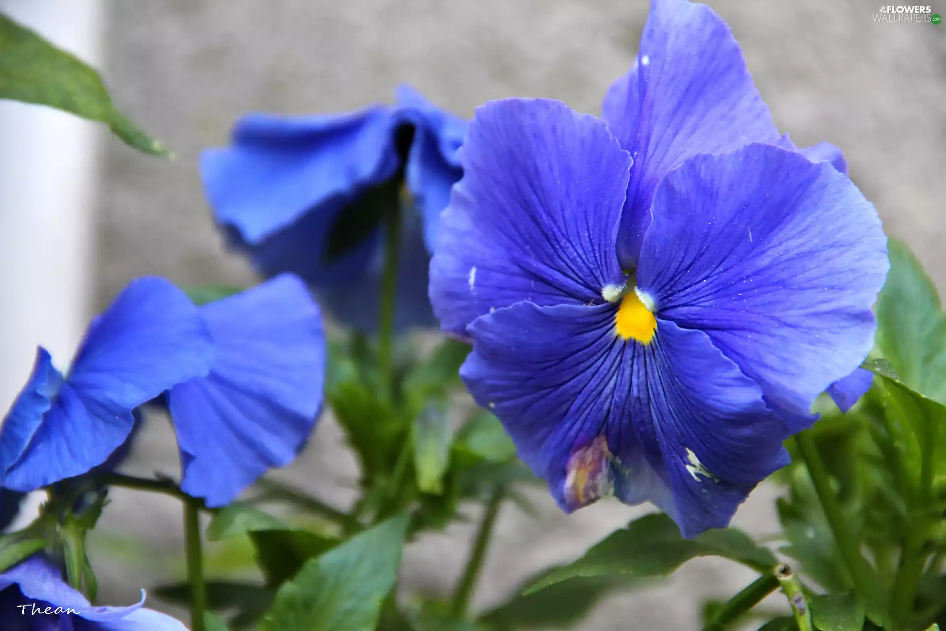 blue, pansy