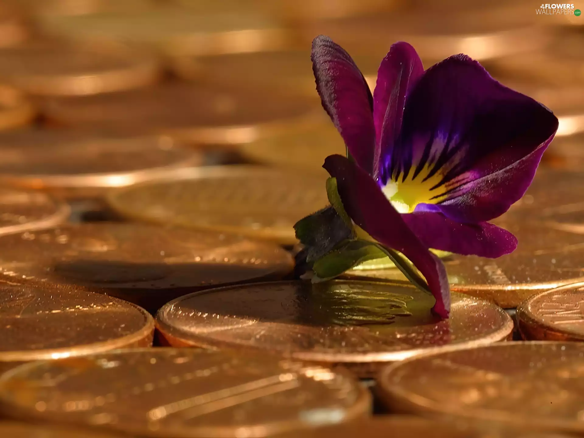 pansy, coins