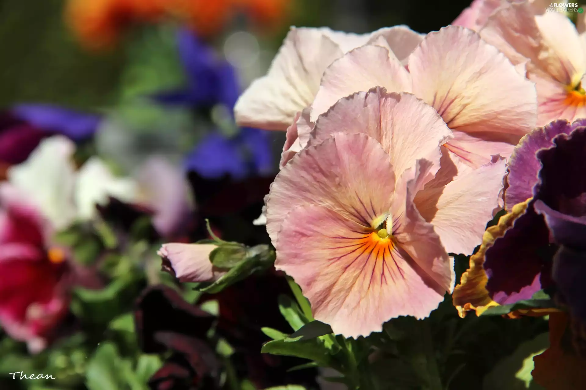 Colourfull Flowers, Pink, pansy