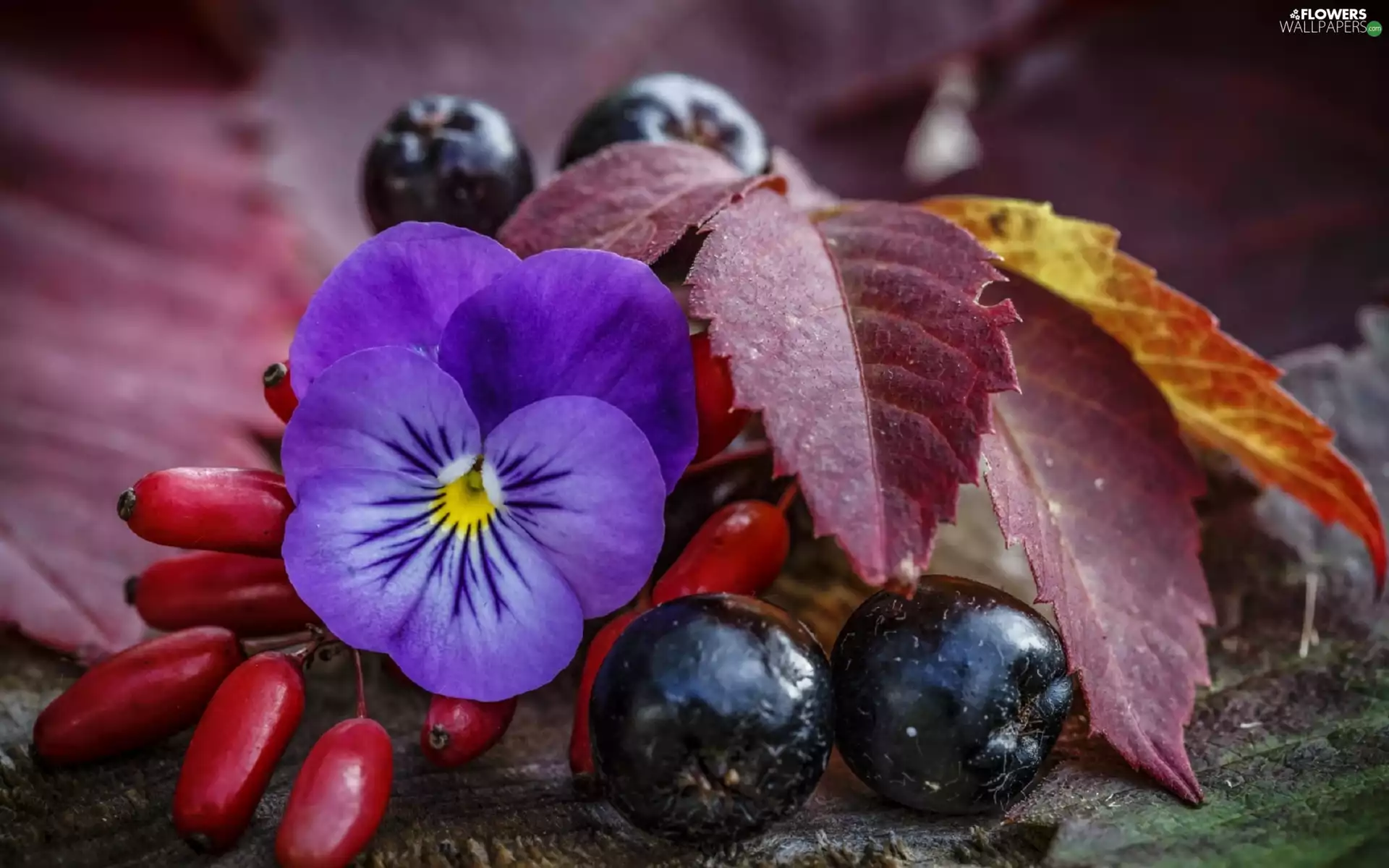 composition, Fruits, Leaf, pansy