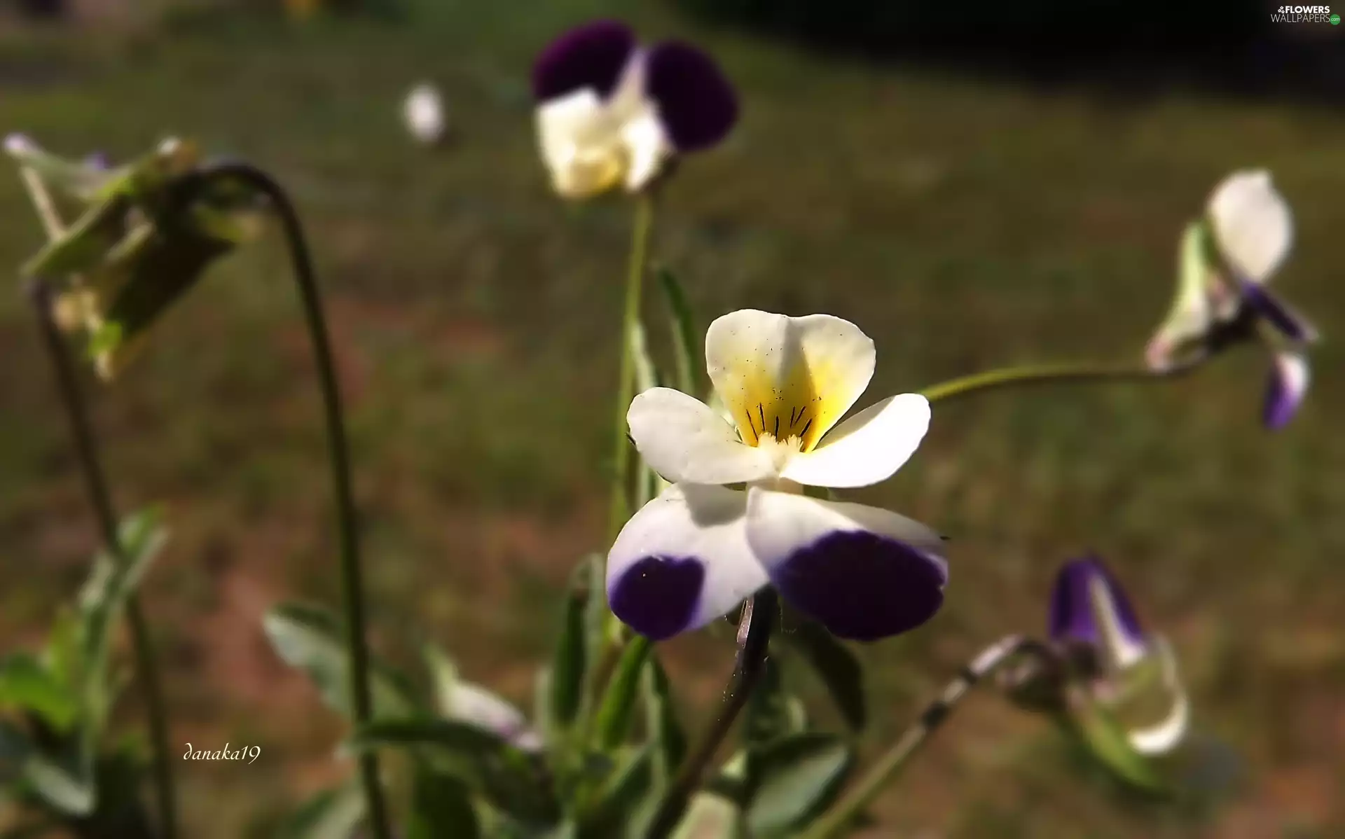 pansy, color, field