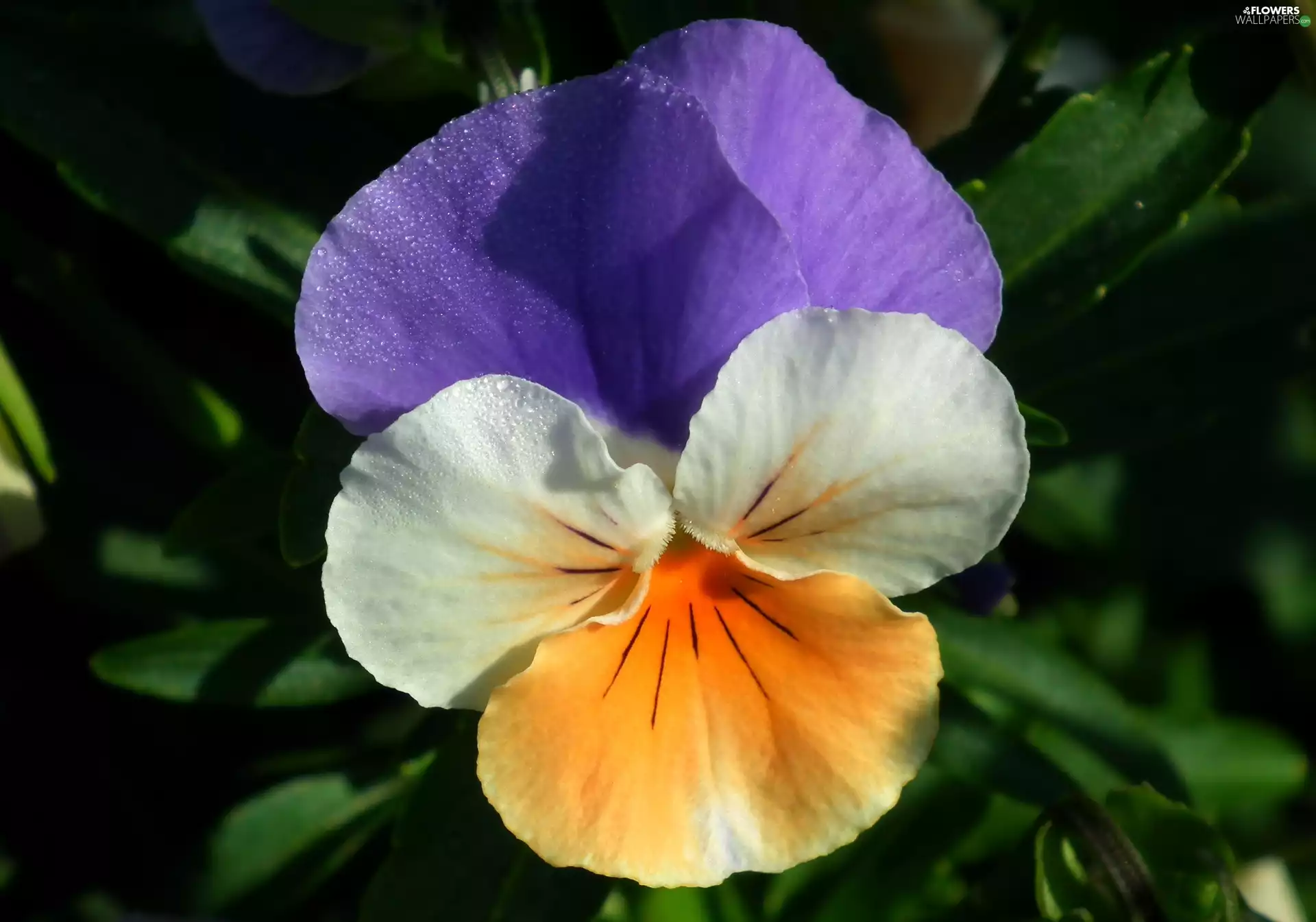 pansy, nature, Flowers