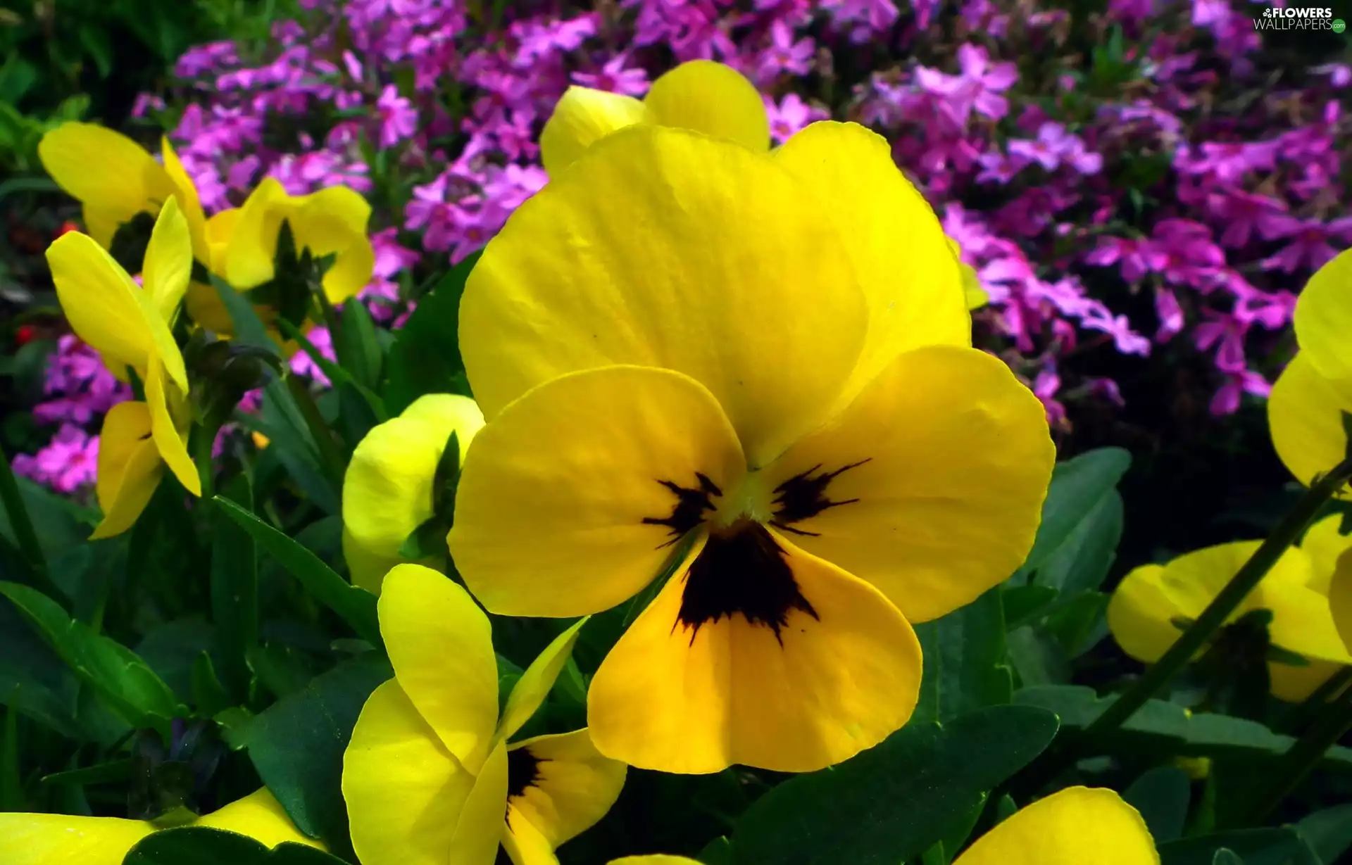 pansy, nature, Flowers