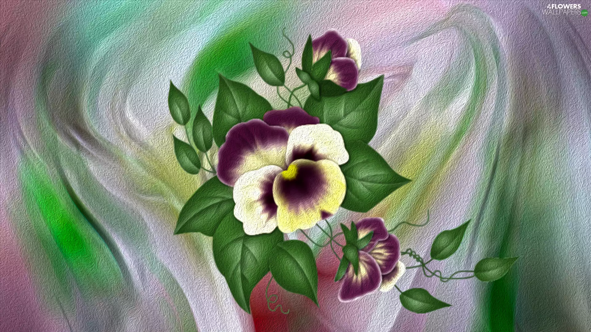 graphics, Colourfull Flowers, pansy