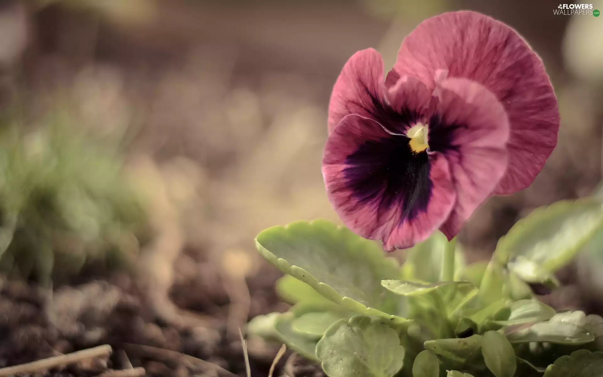 leaves, Colourfull Flowers, pansy