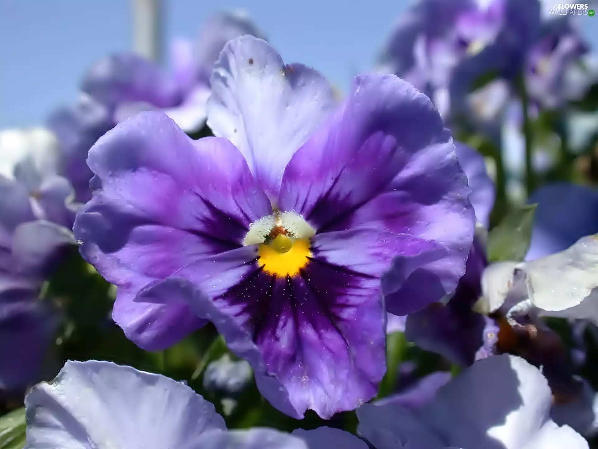 pansy, lilac