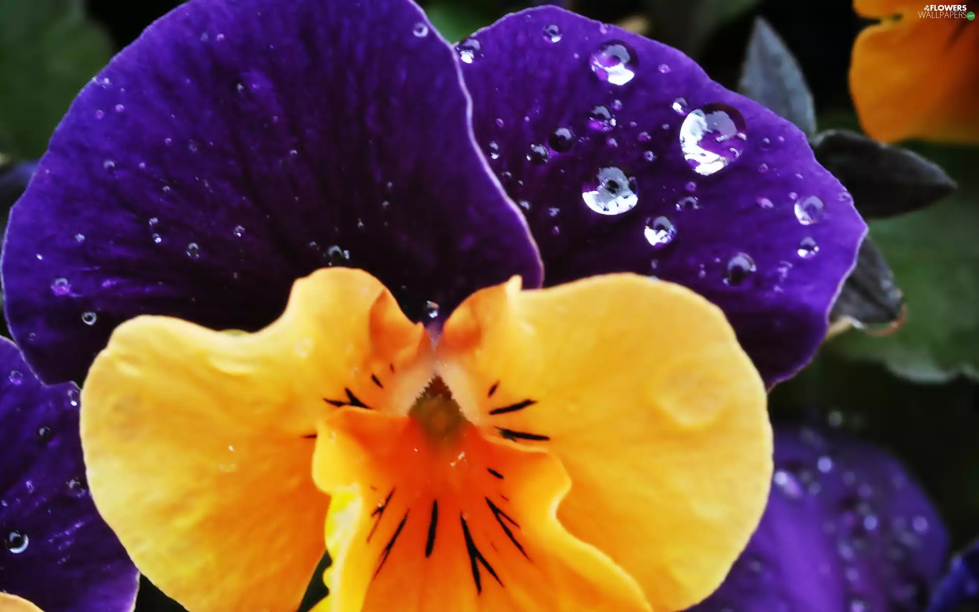 pansy, yellow, Violet