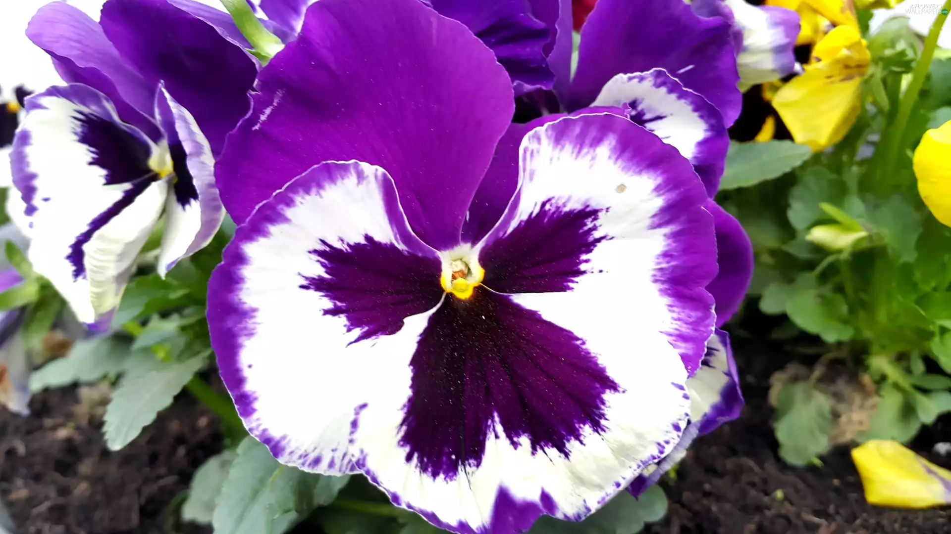 pansy, purple, White