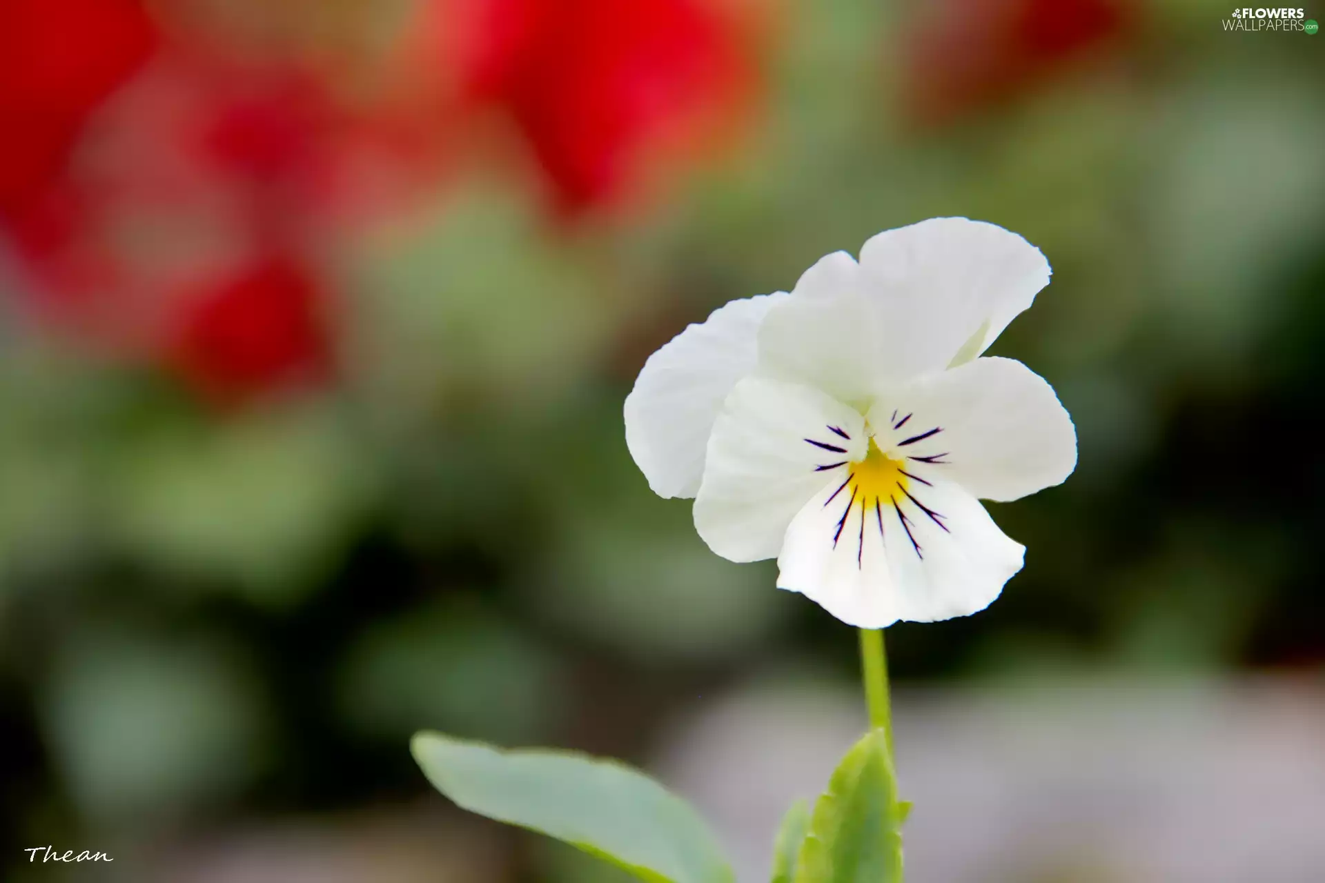 pansy, small, White