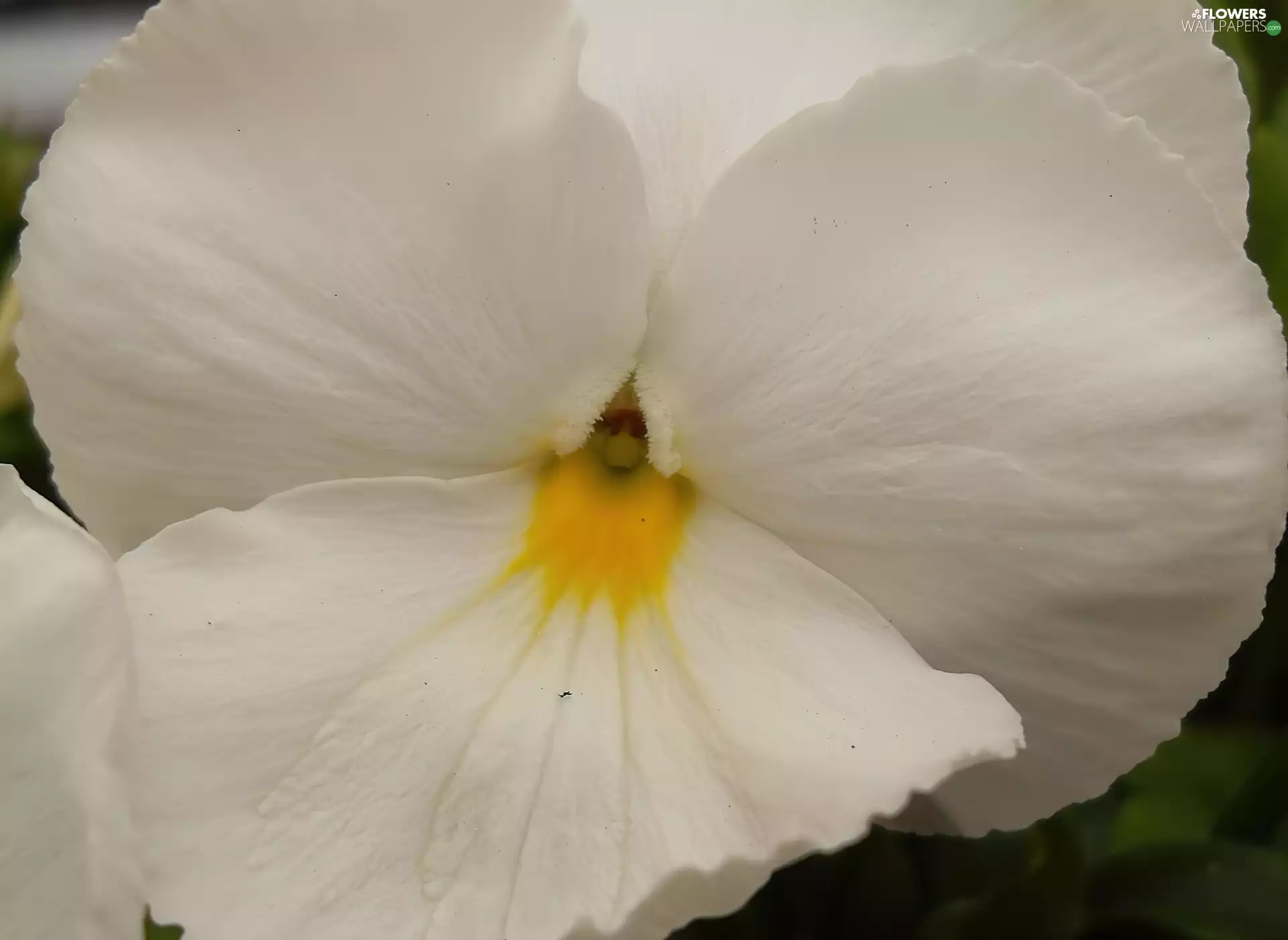 White, pansy