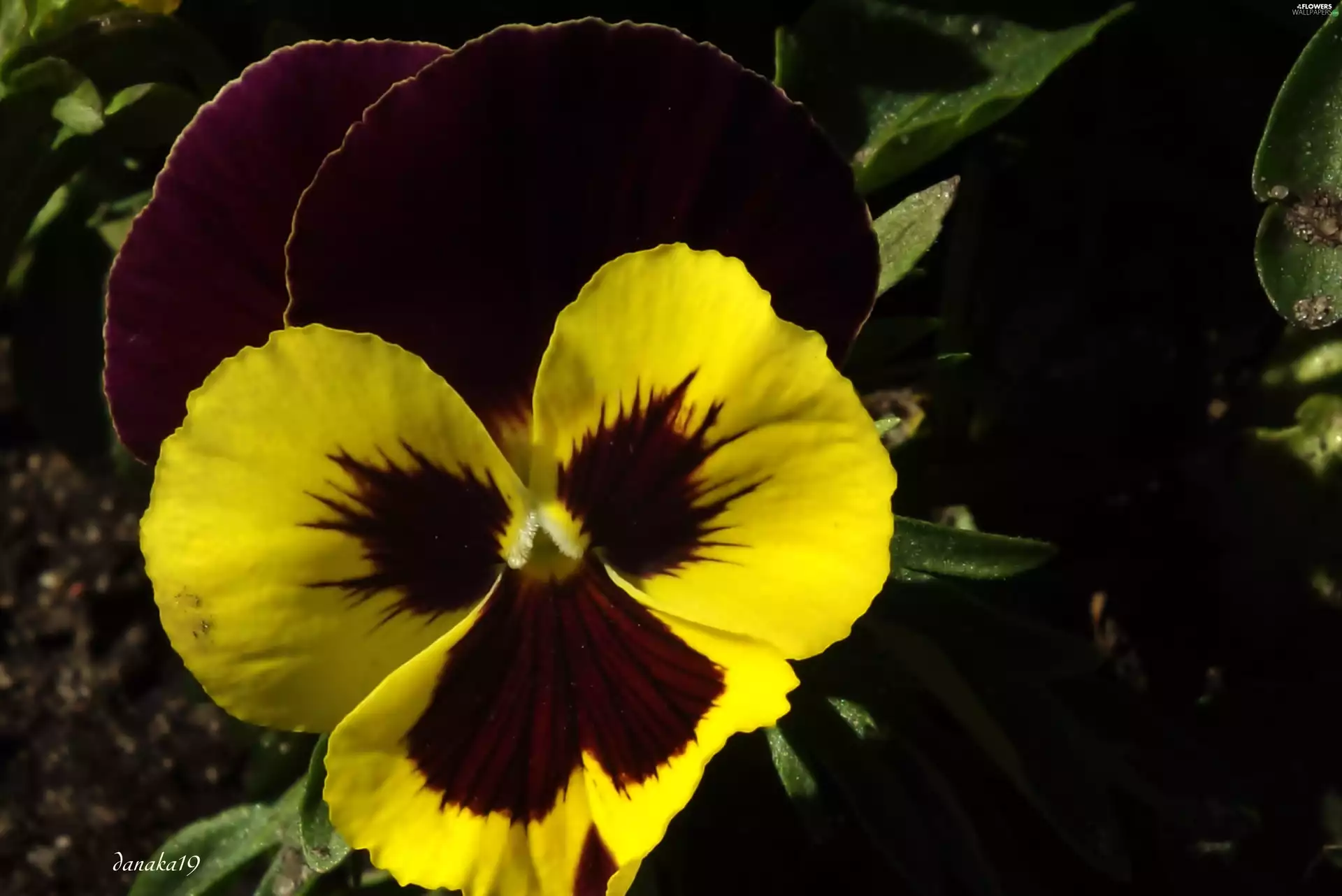 pansy, maroon, Yellow