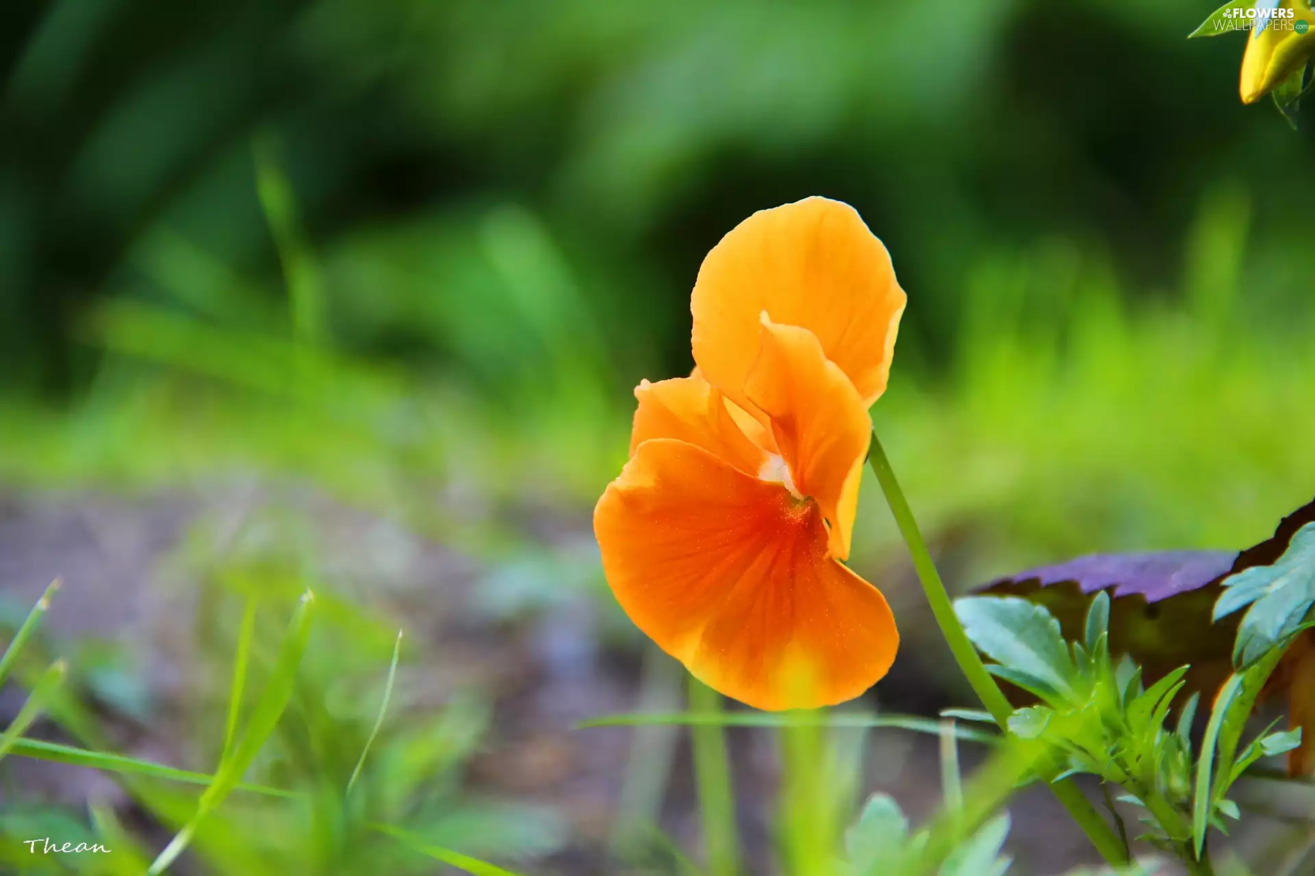 pansy