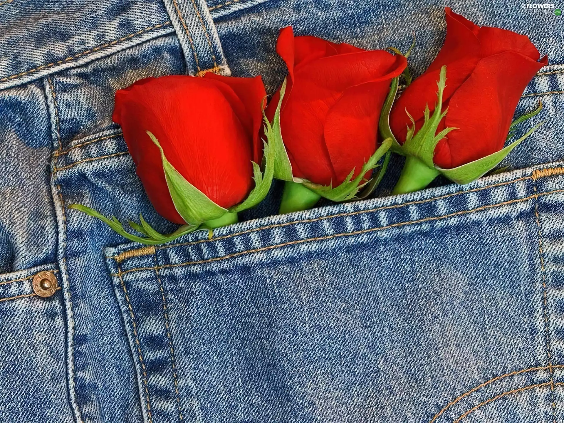 pants, roses, pocket