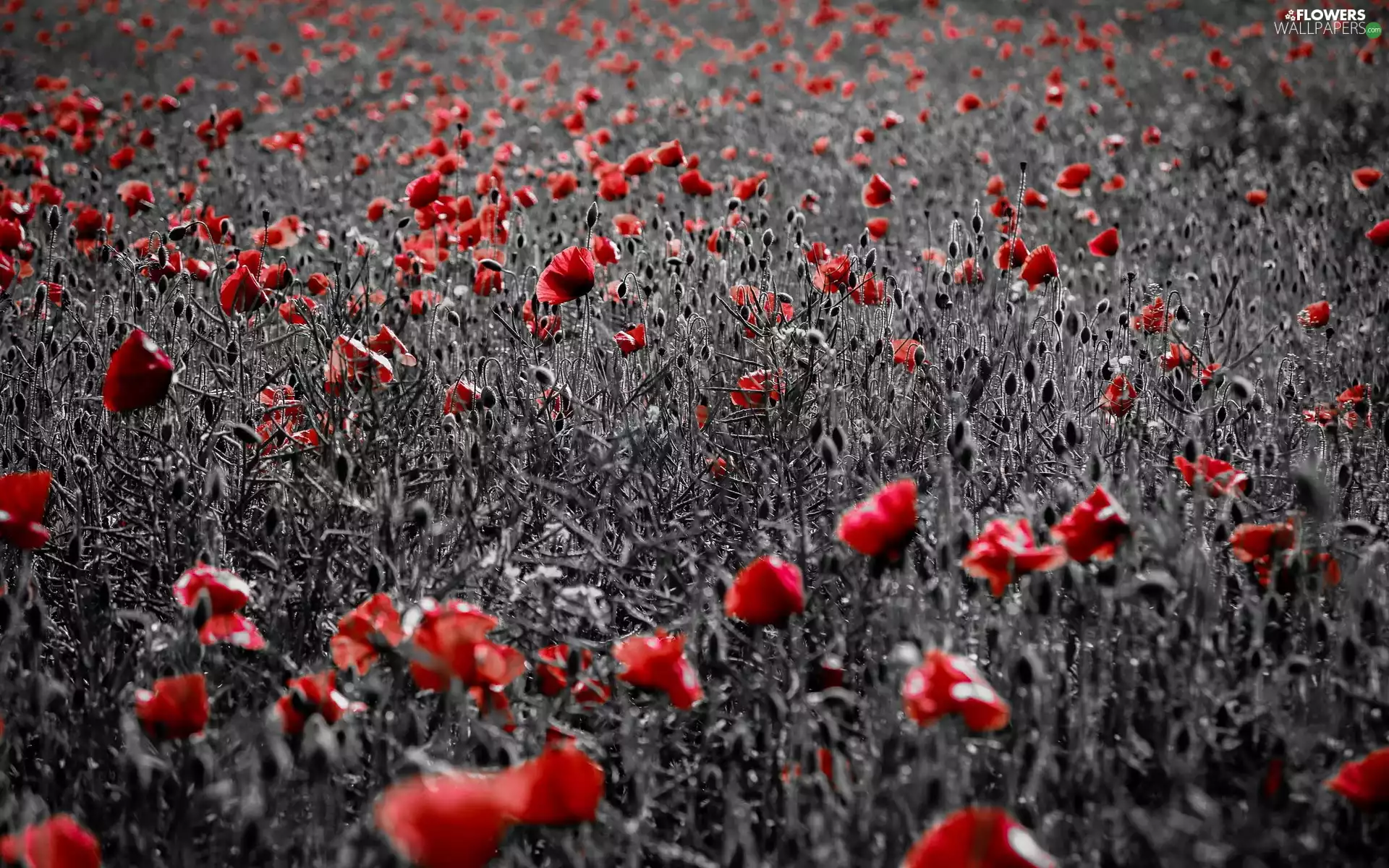 papavers