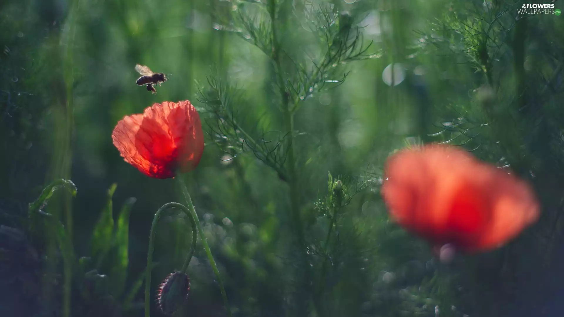 papavers, bee