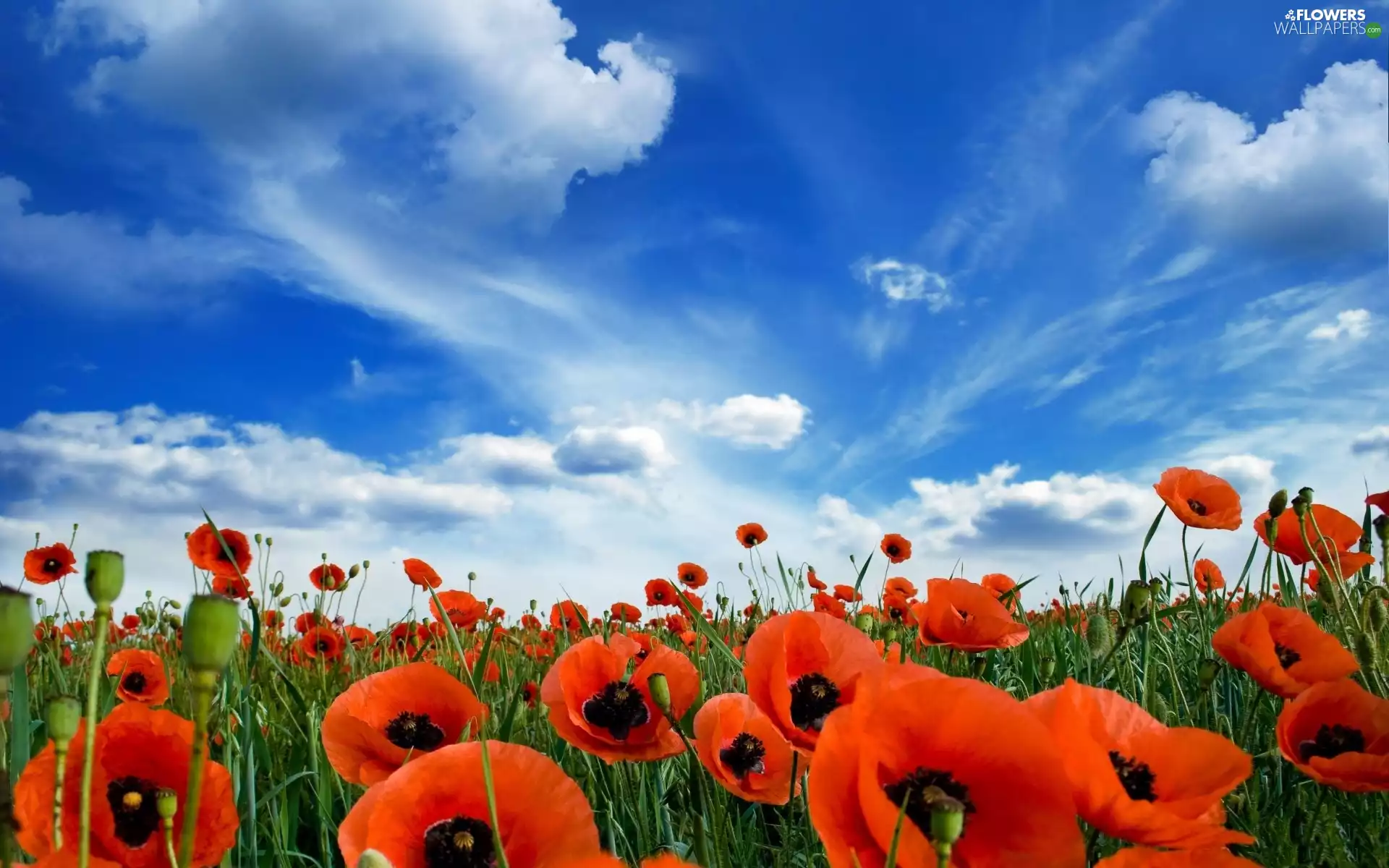 blue, Red, papavers, Sky