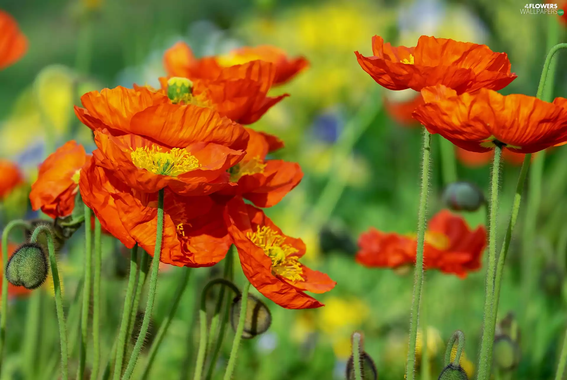 Flowers, papavers, blurry background, developed