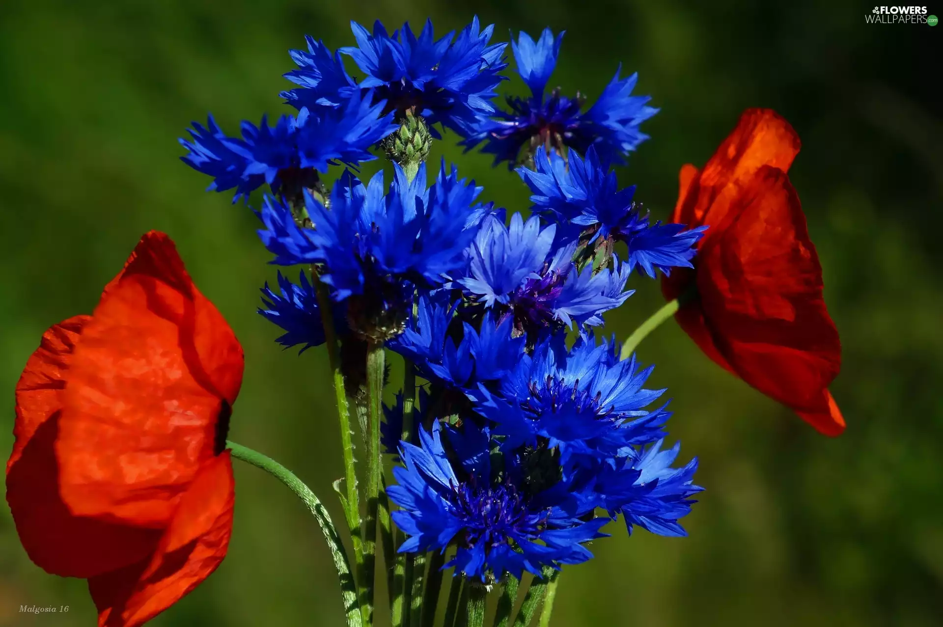 Blue, Flowers, Red, papavers, cornflowers, bouquet