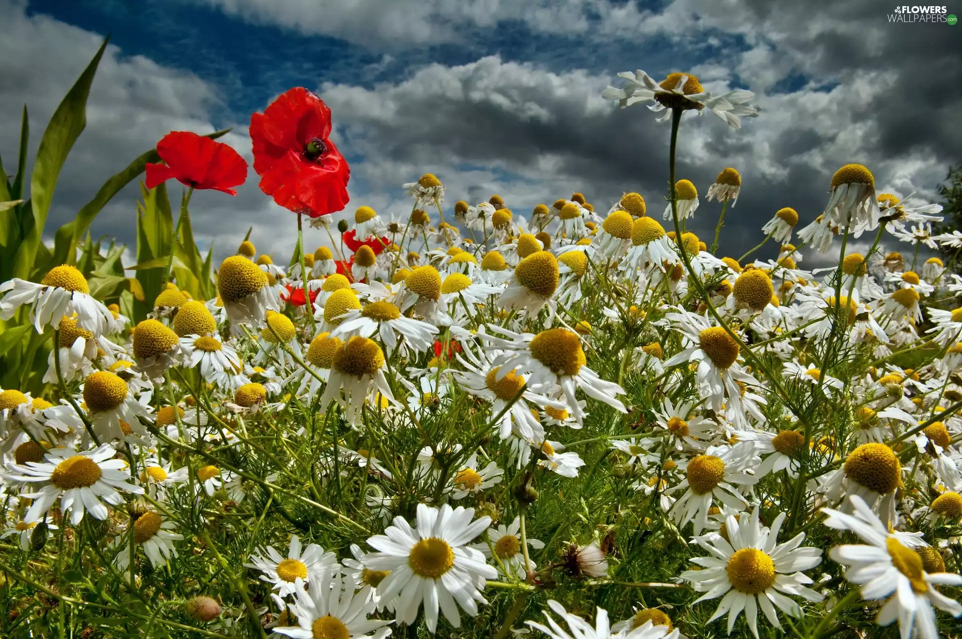 camomiles, Clouds, Sky, papavers