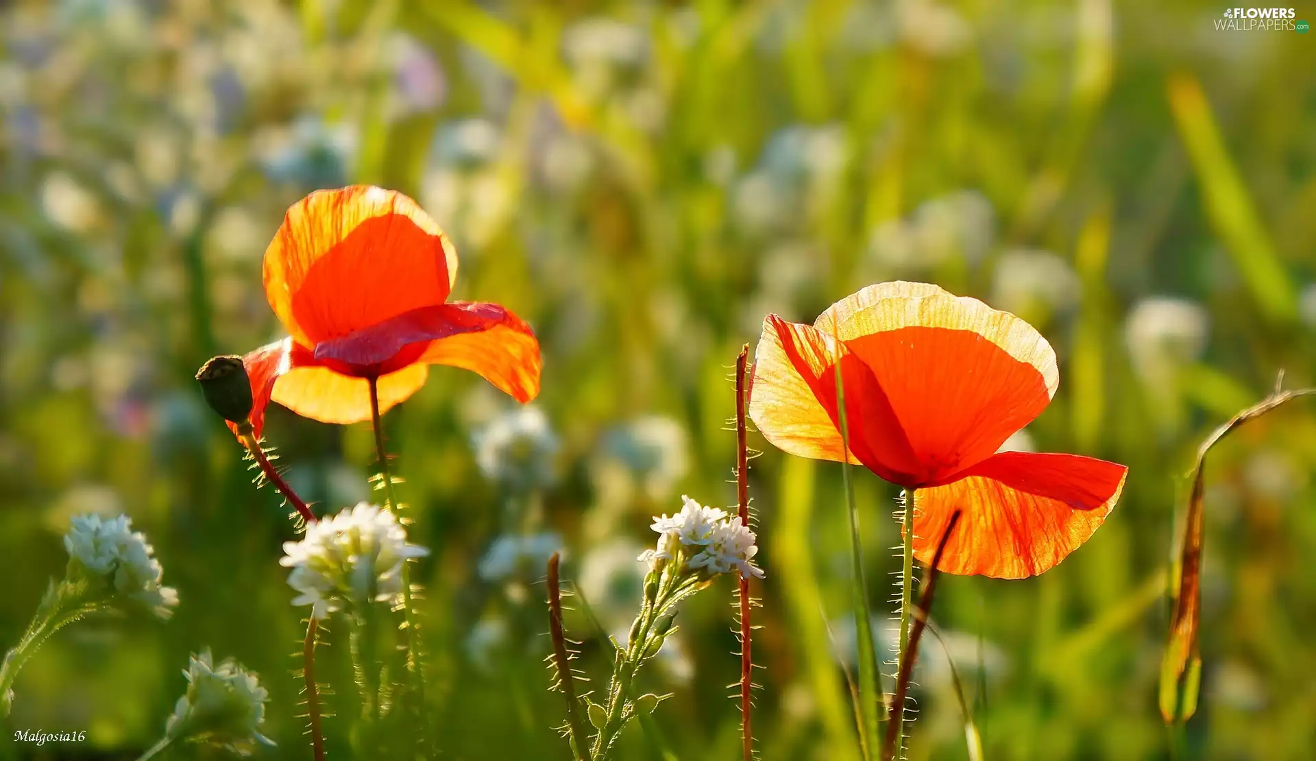 White, Flowers, Red, papavers, Two cars