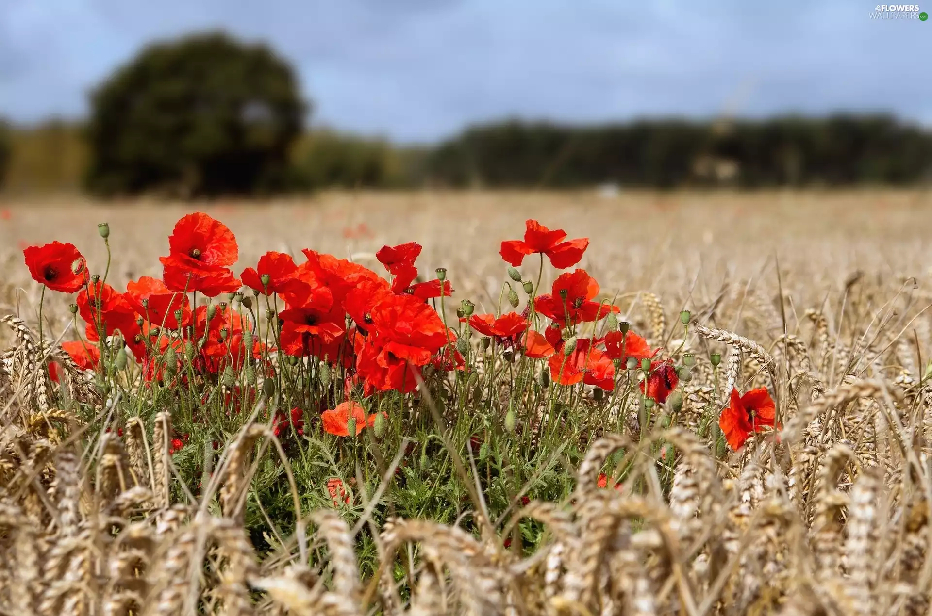 papavers, corn, cereals