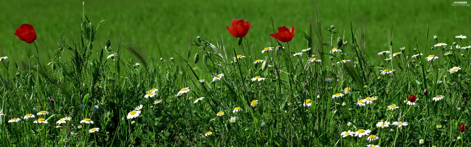 papavers, grass, chamomile