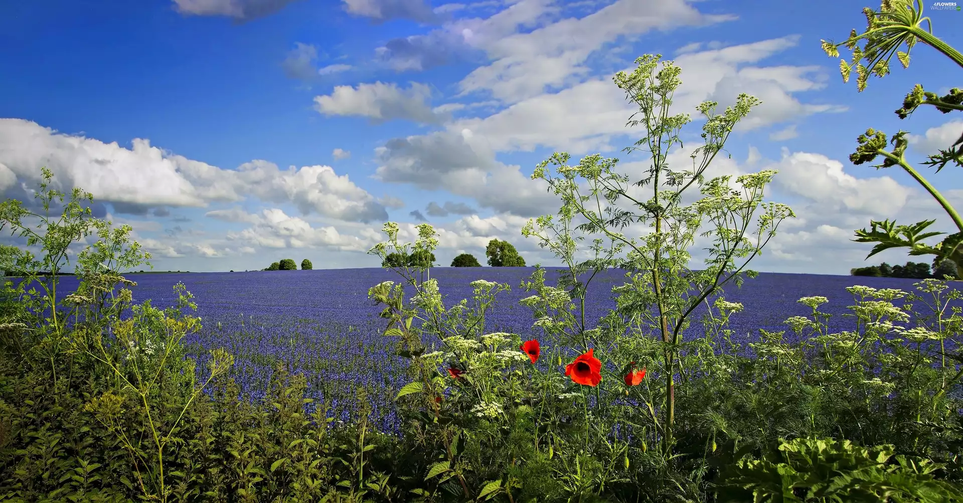 Field, papavers, clouds, lavender, Sky