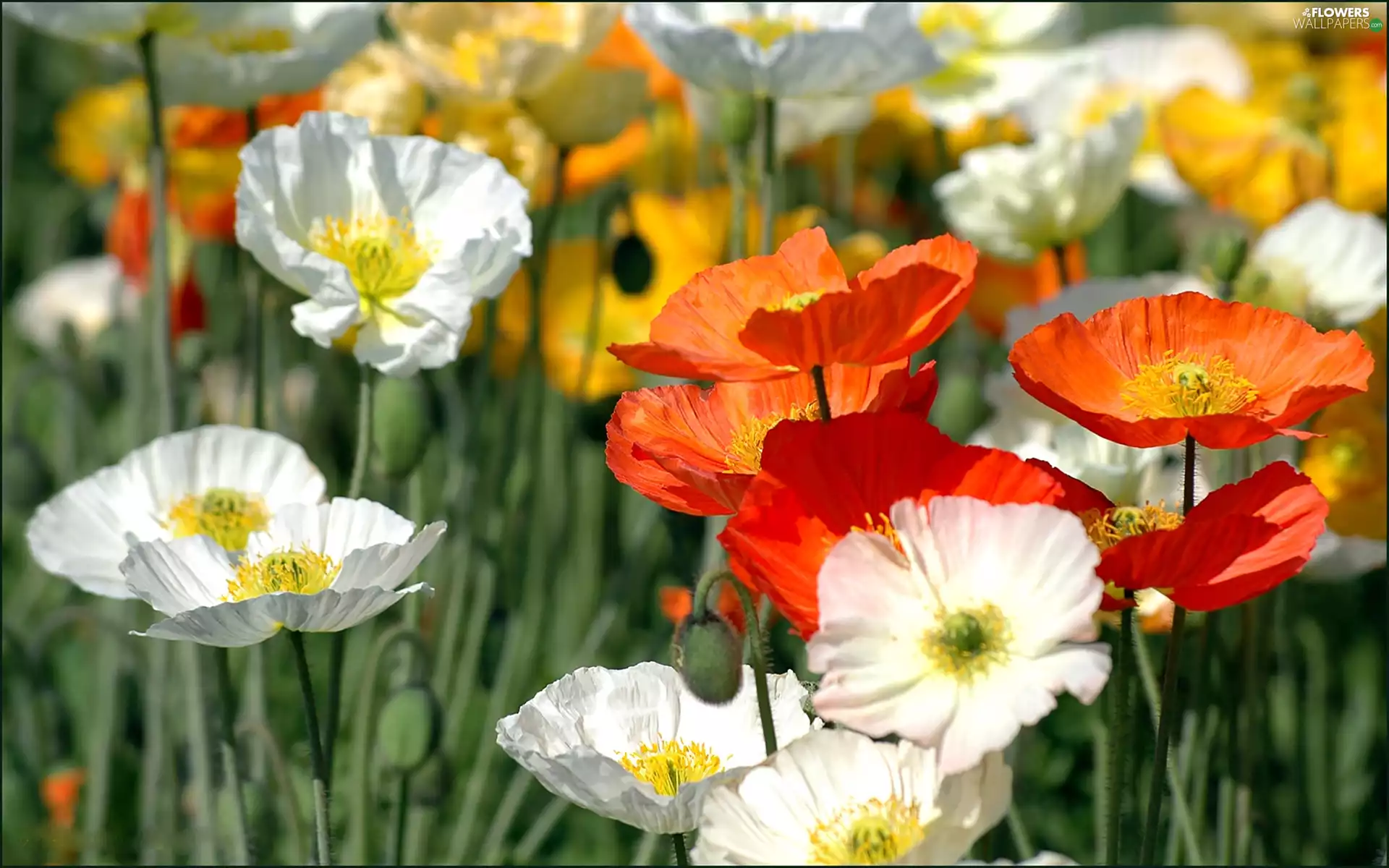 color, papavers