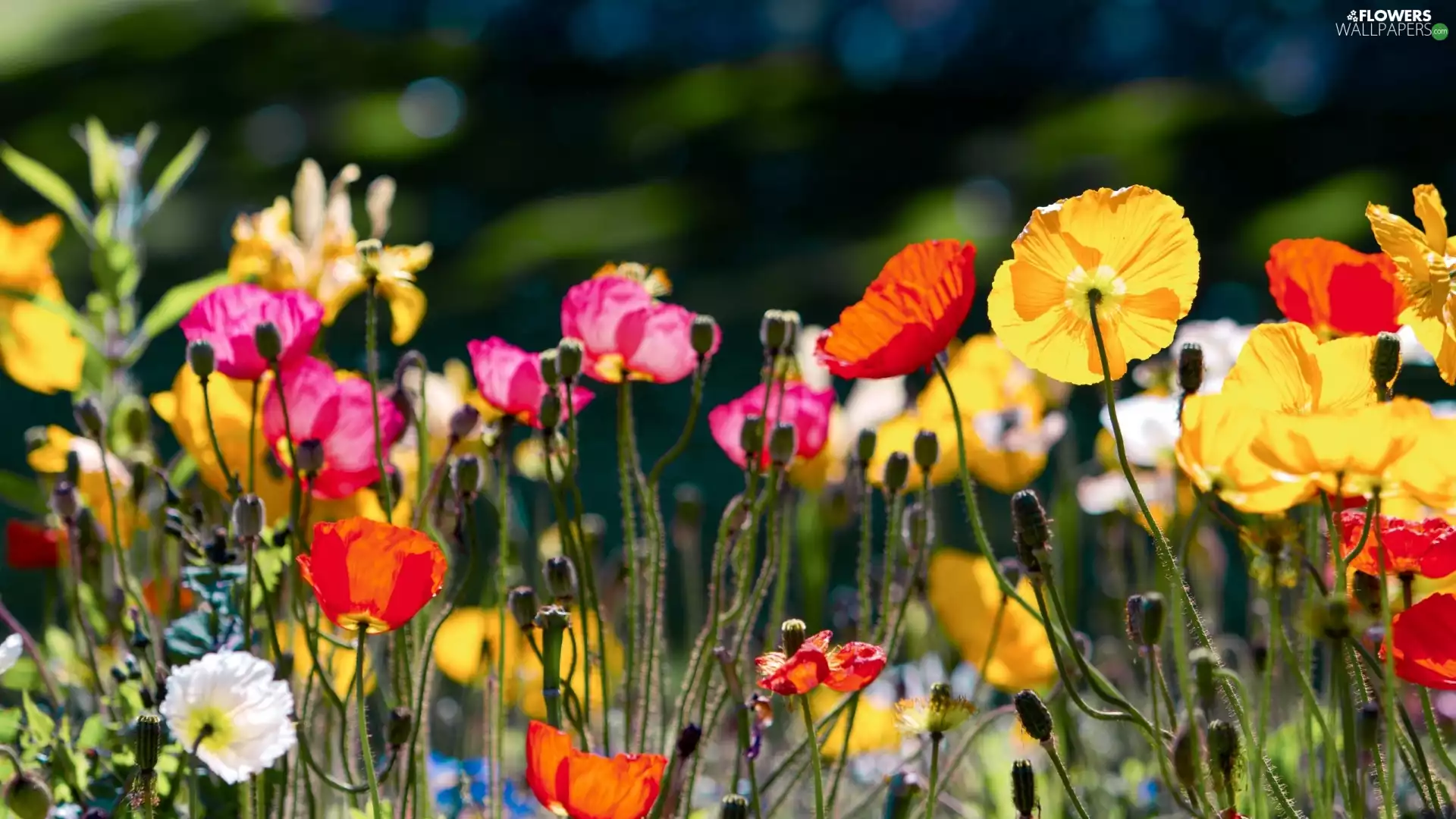 papavers, Meadow, color