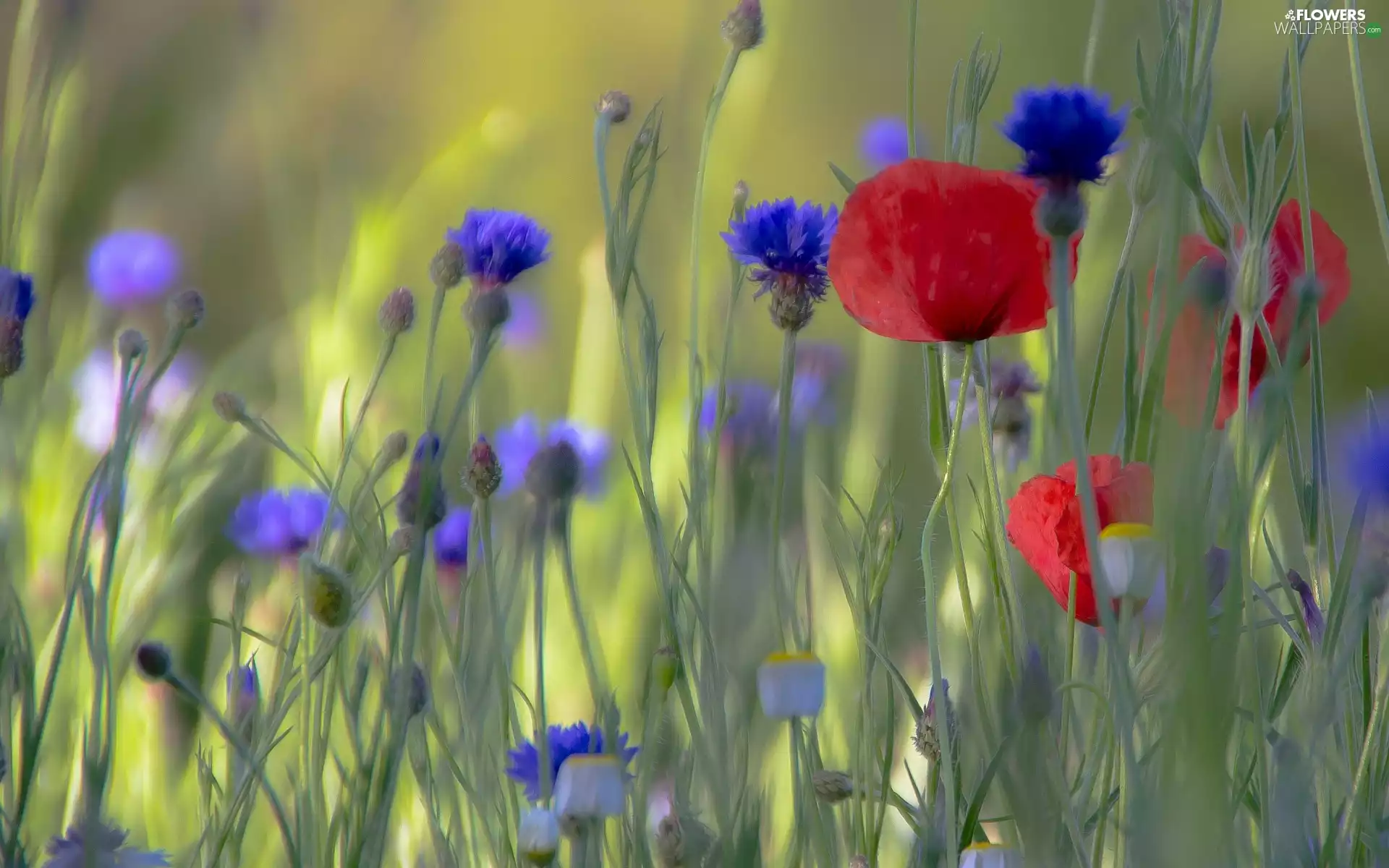 papavers, Flowers, cornflowers