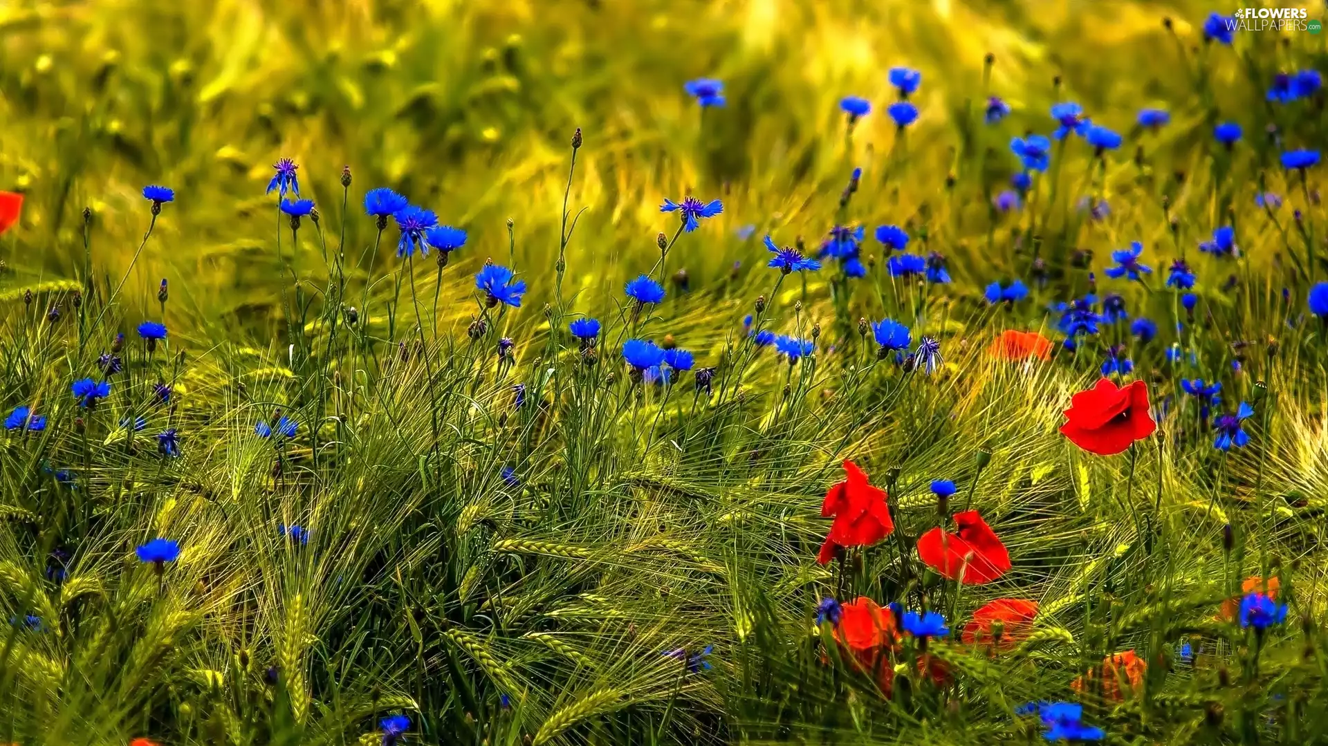 cornflowers, corn, Meadow, papavers
