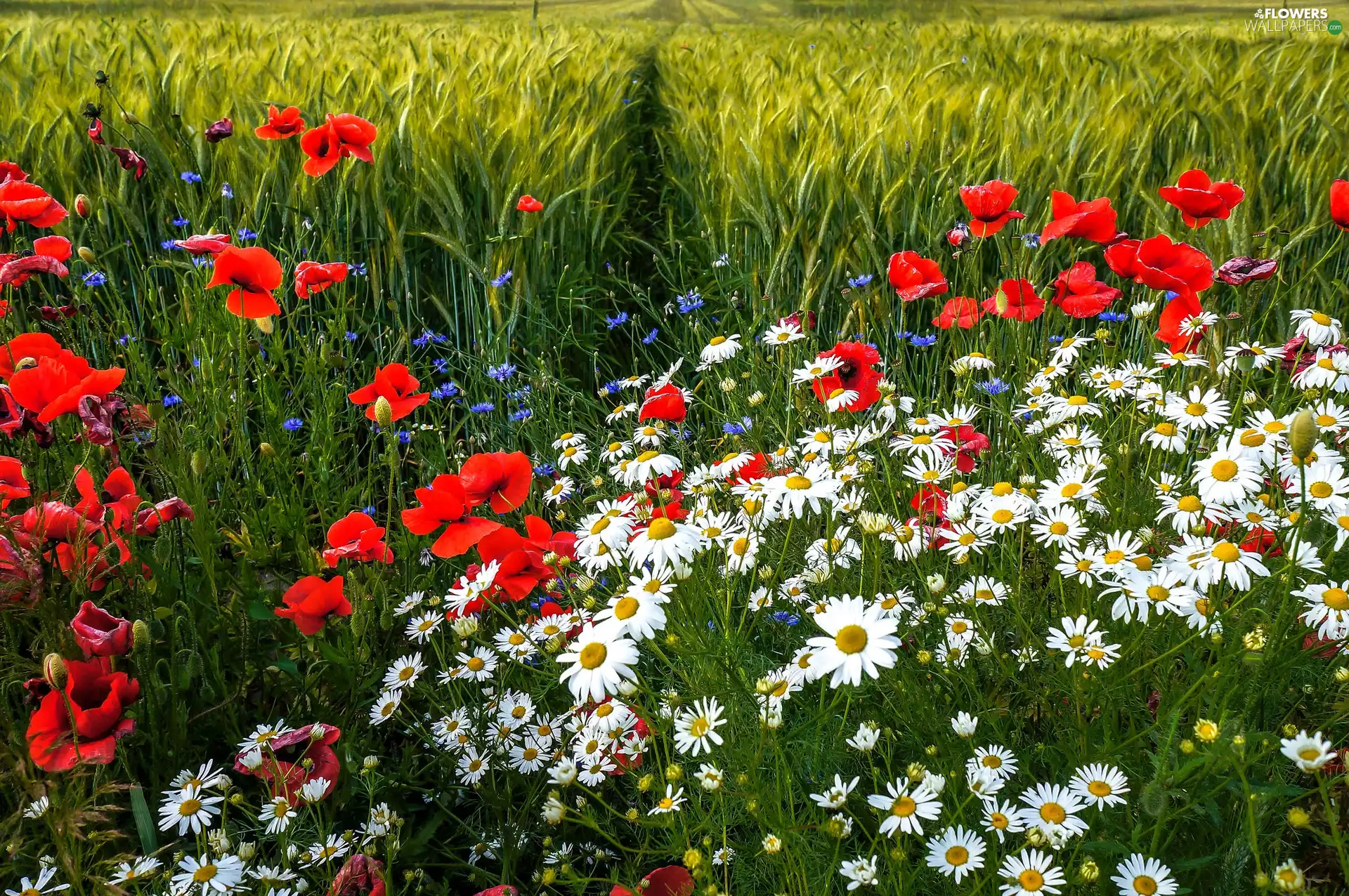 papavers, Meadow, daisies