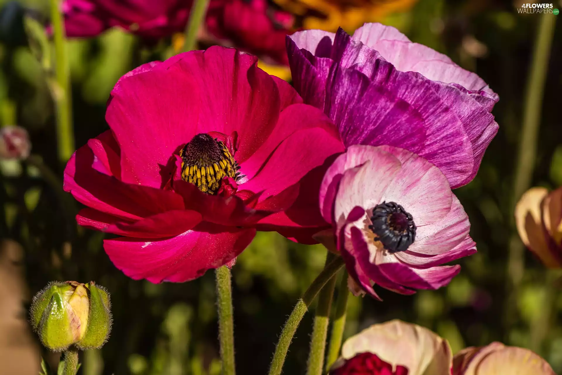 papavers, Flowers, developed