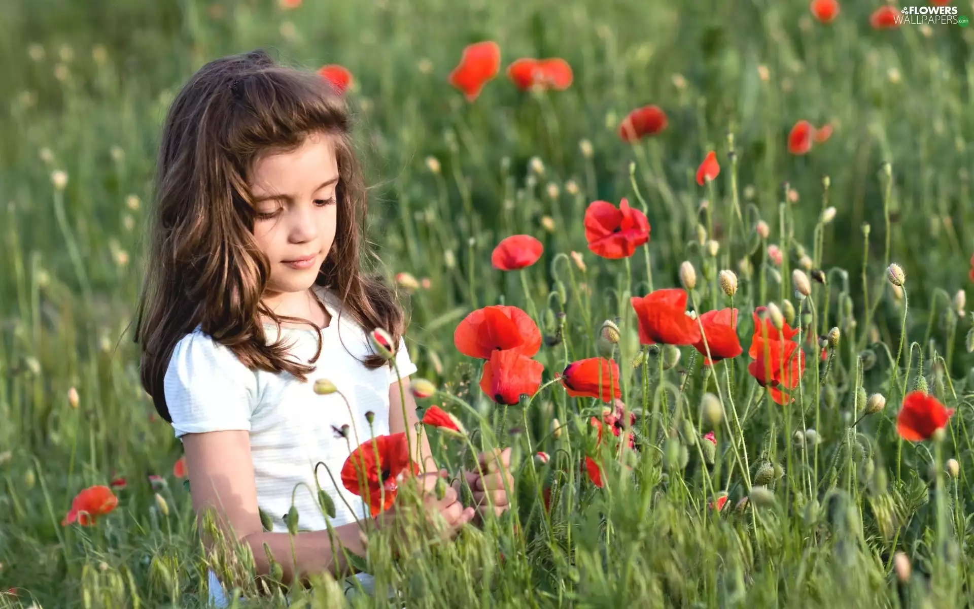 papavers, girl, Field