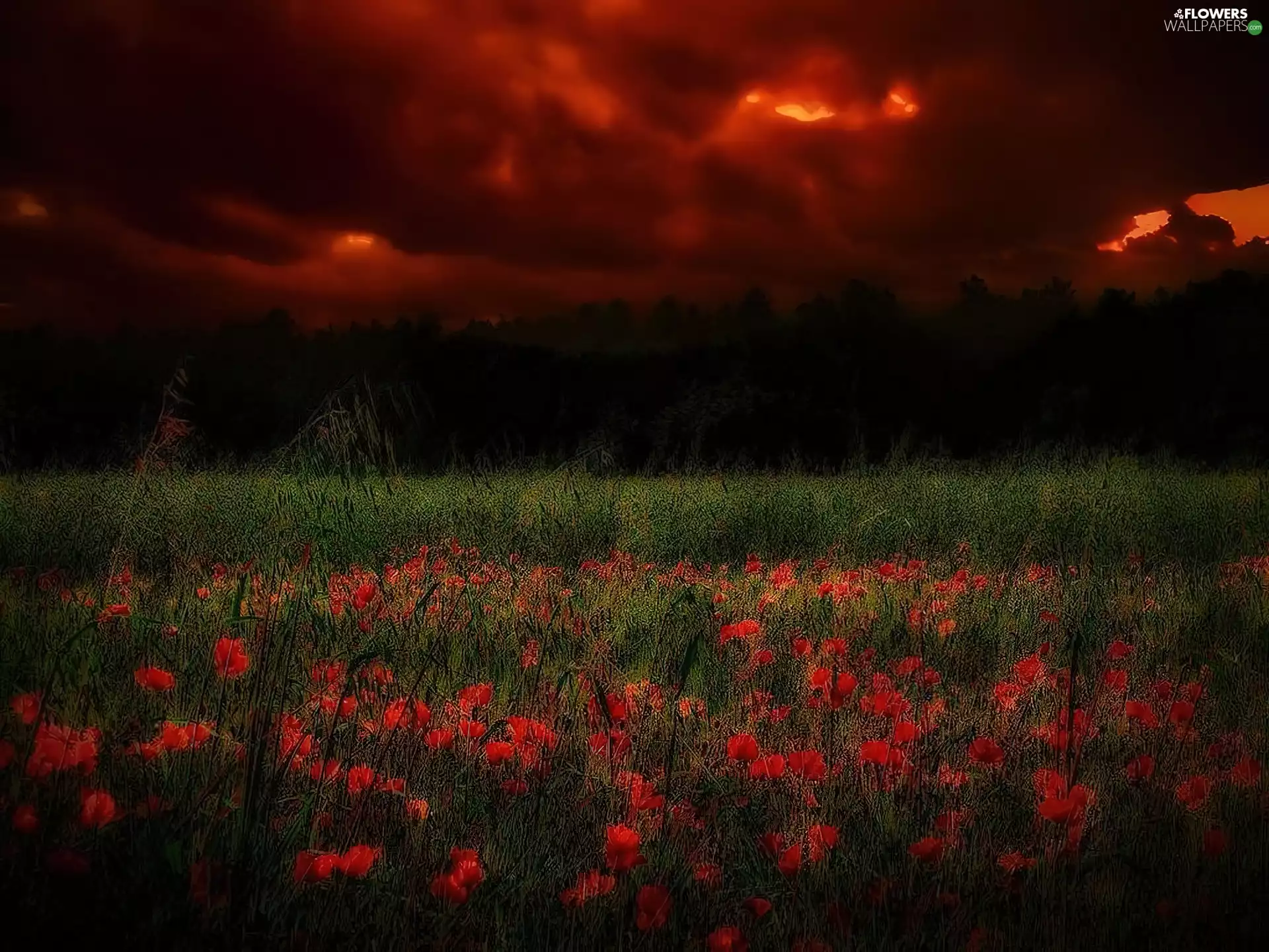 Field, Clouds, Sky, papavers