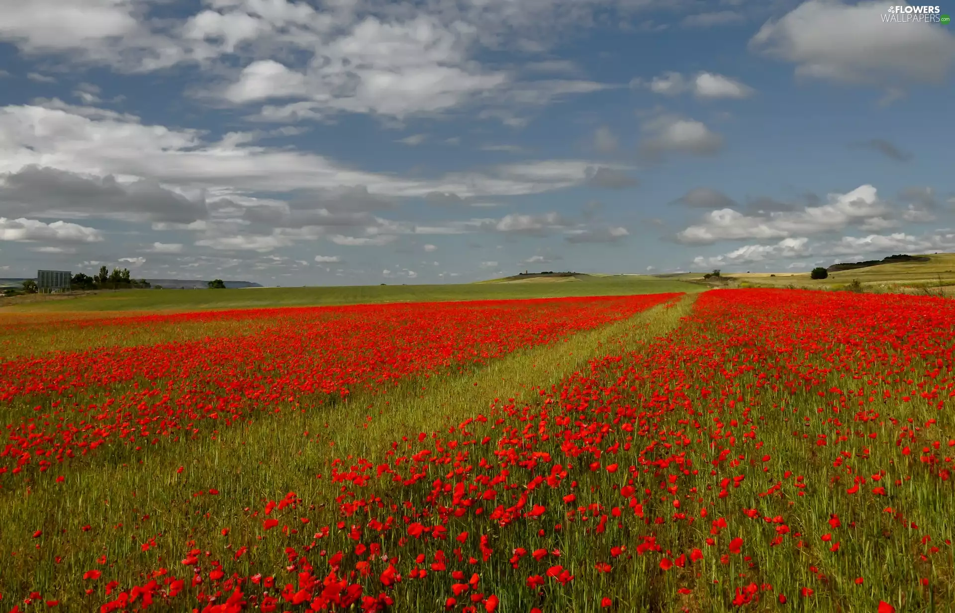 Field, Sky, summer, papavers